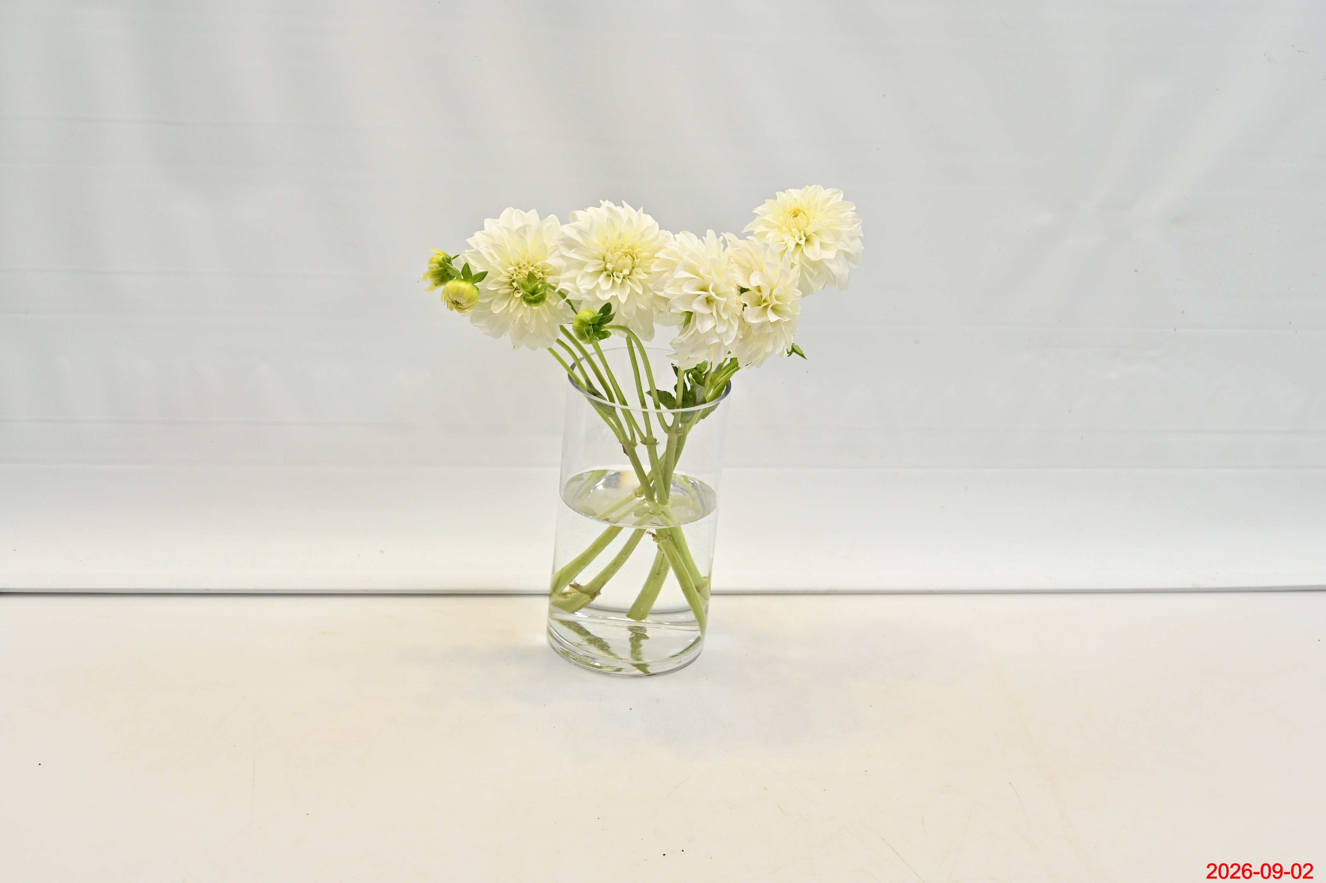 DAHLIA WHITE Small