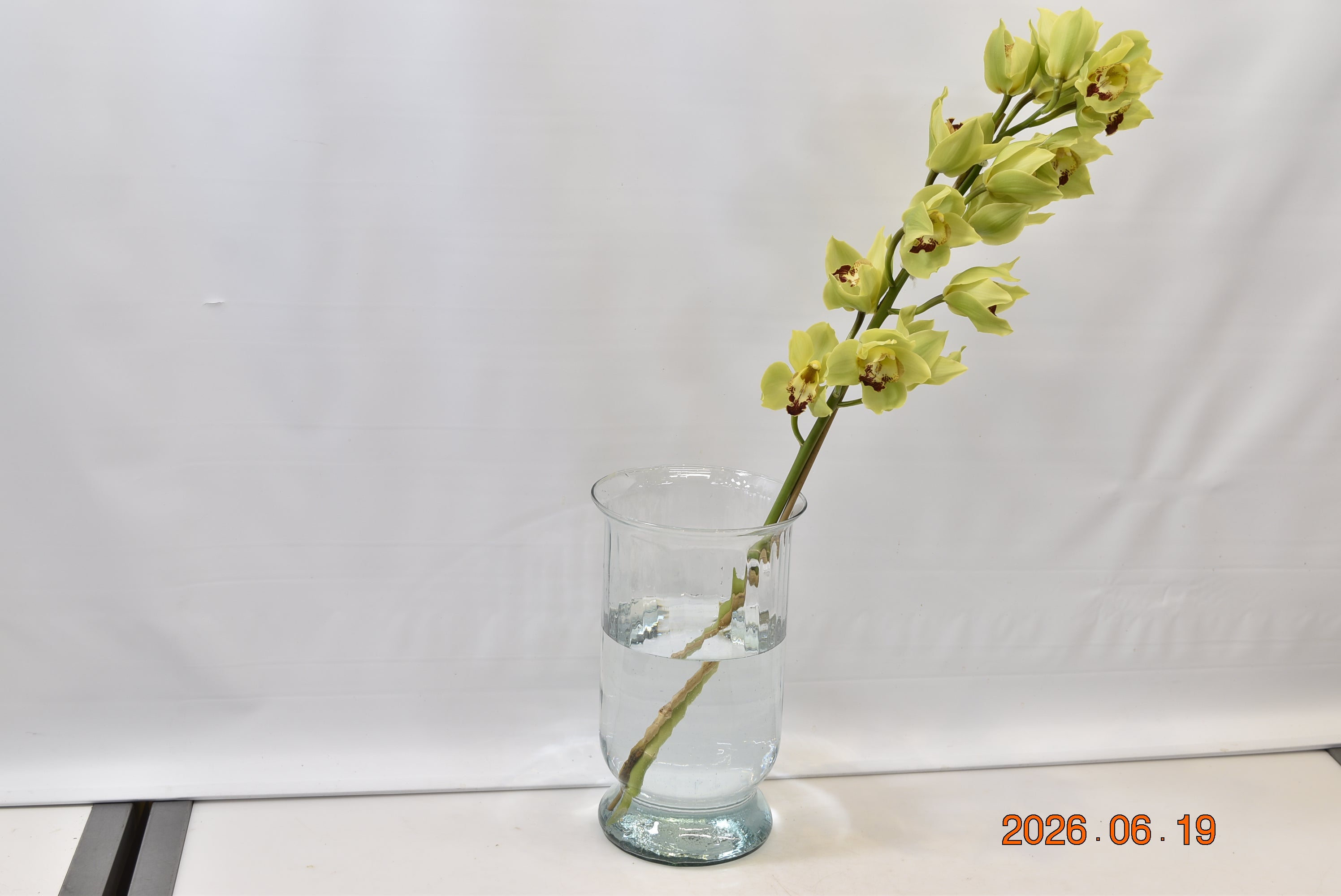 CYMBIDIUM GREEN PER BLOOM Small