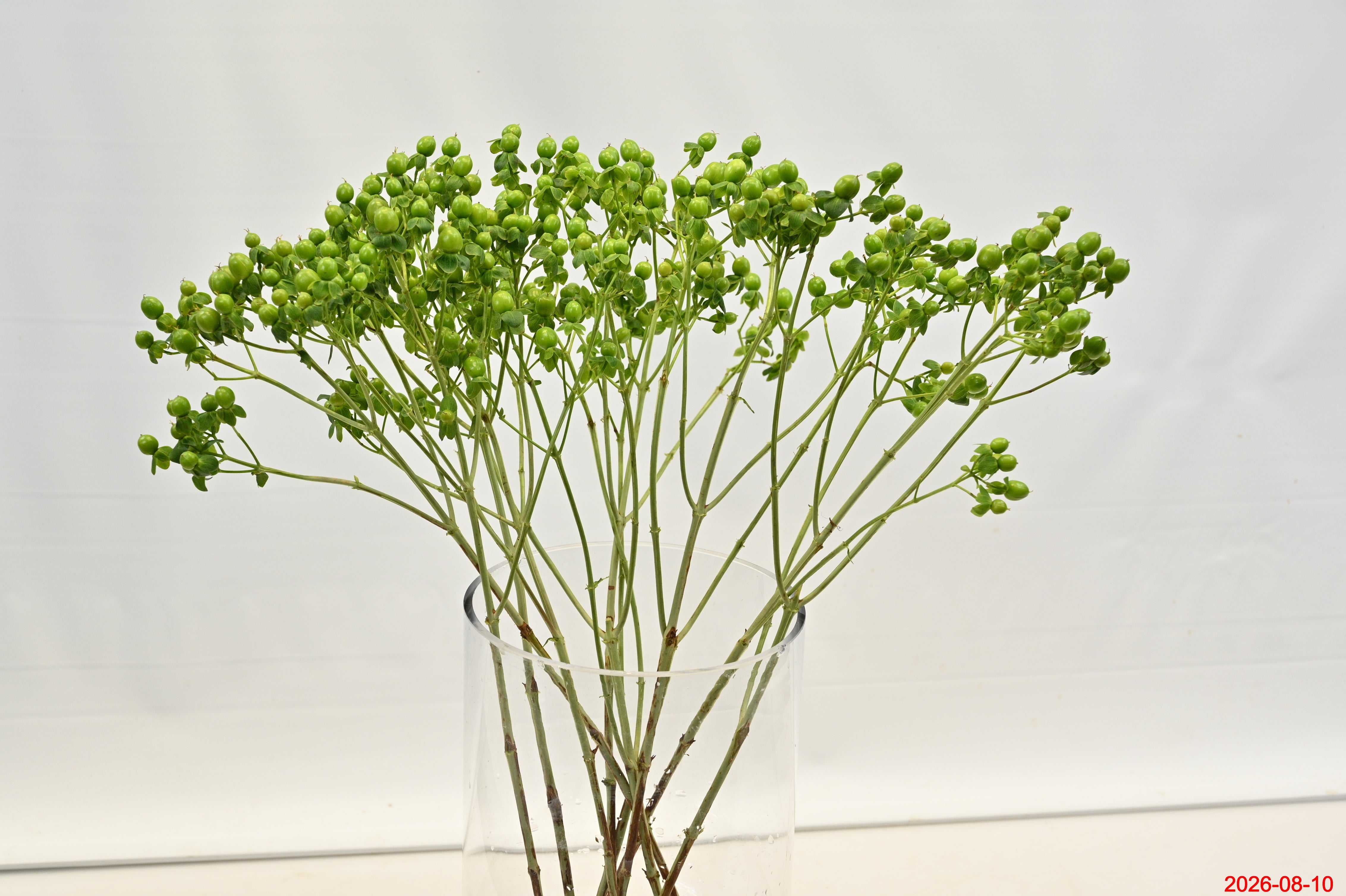 Hypericum Coco Bamboo Small