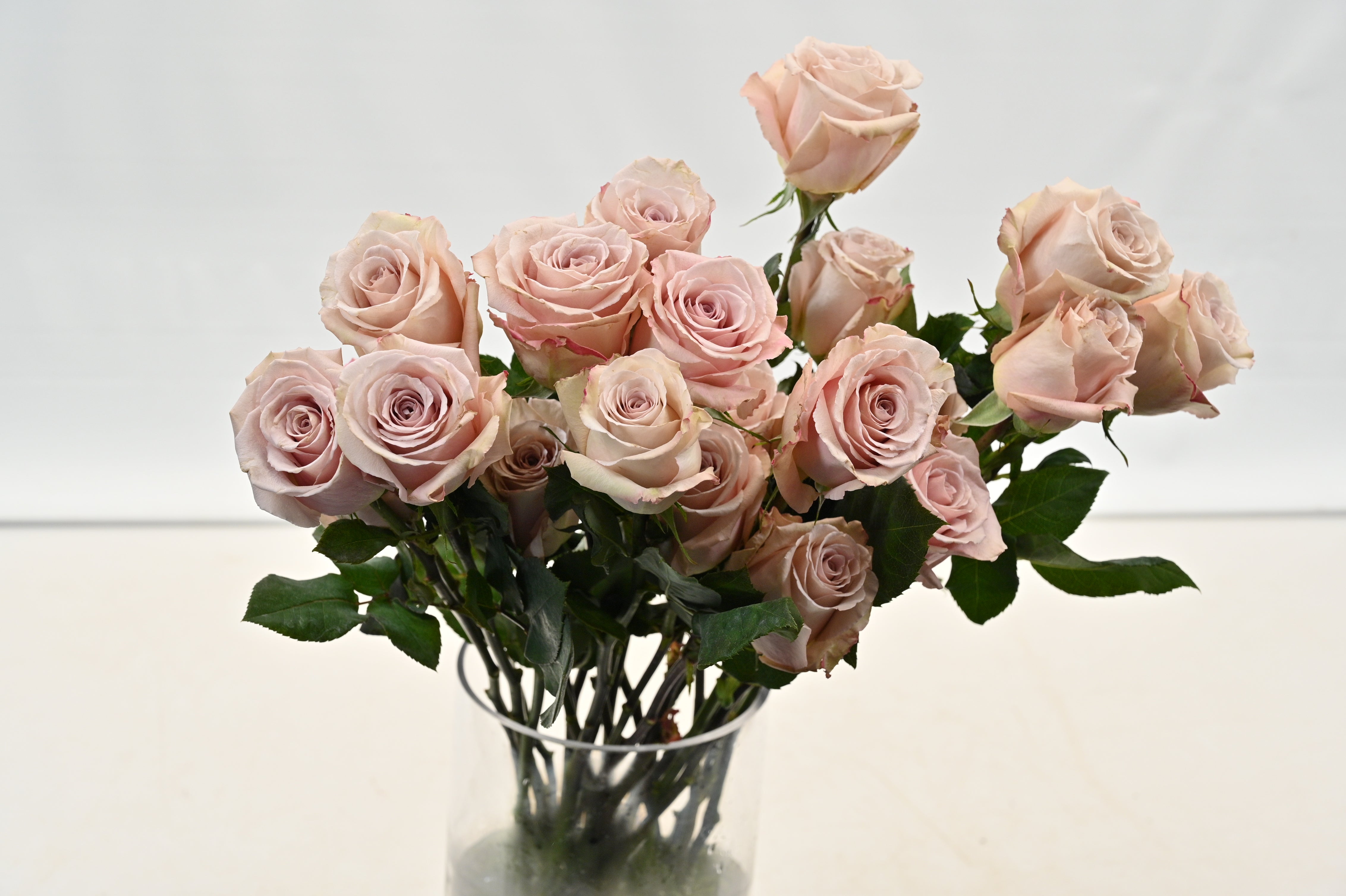 ROSE QUICKSAND Small