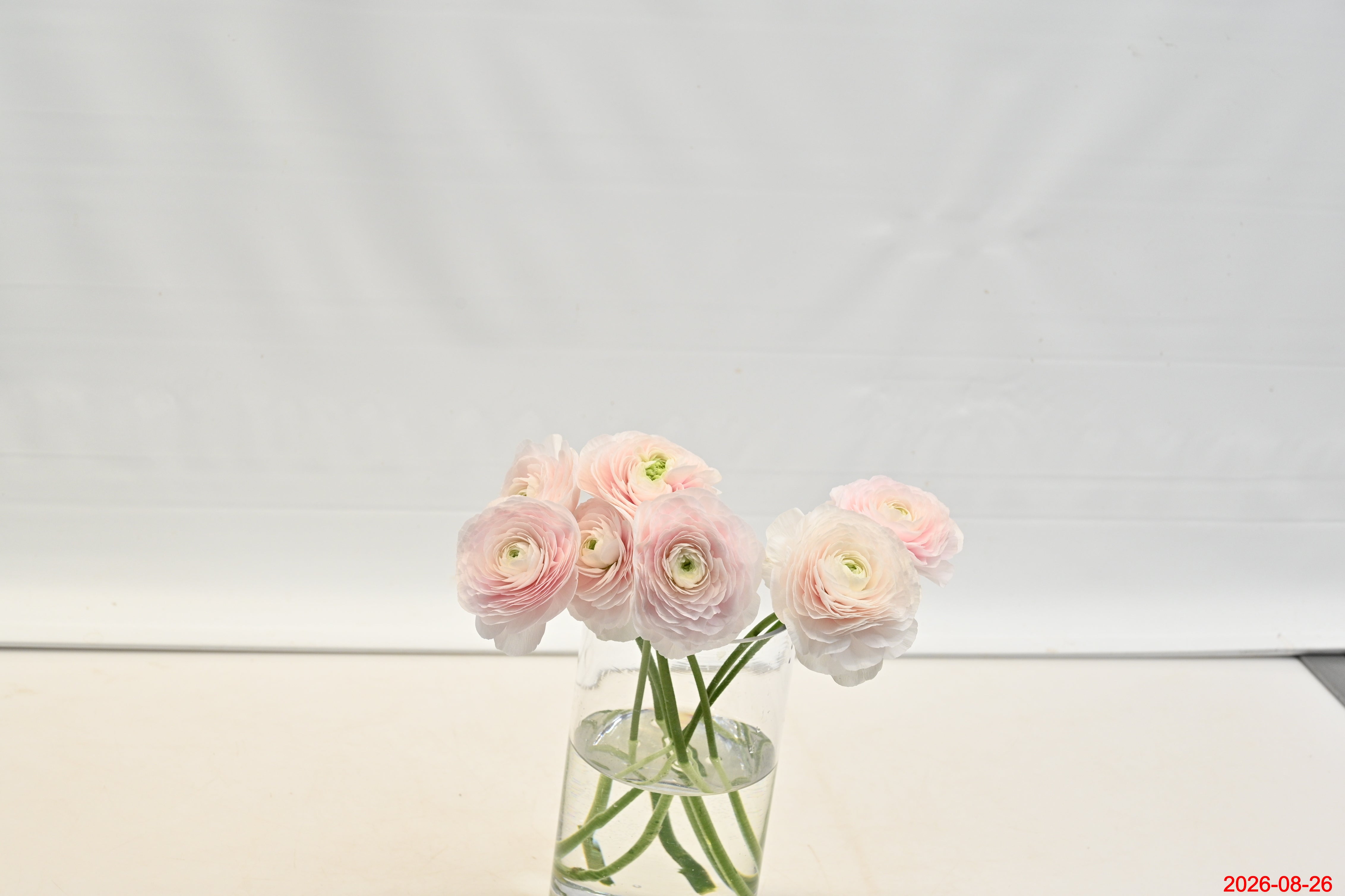 Ranunculus Blush Small