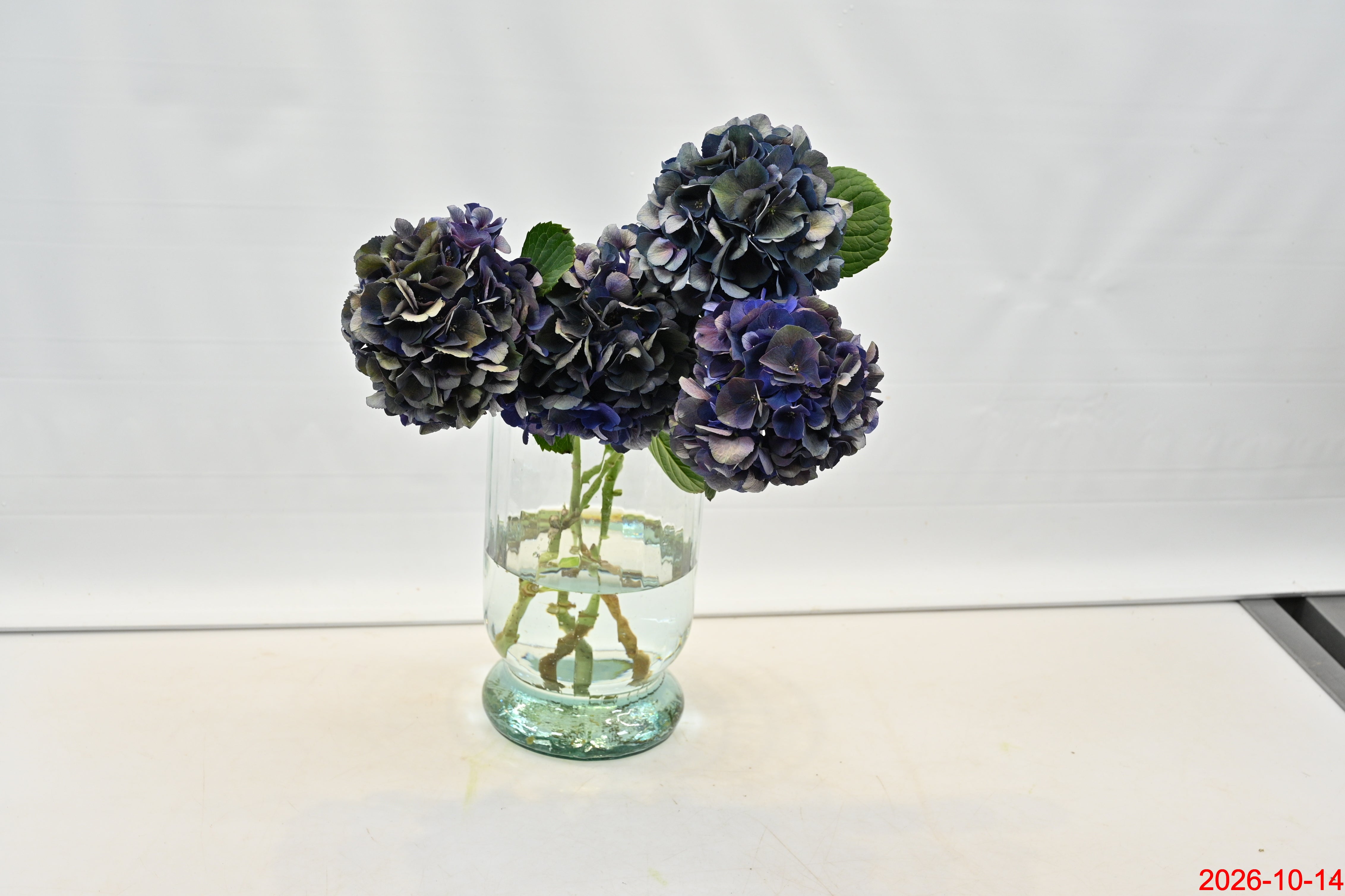 Hydrangea Purple King Small