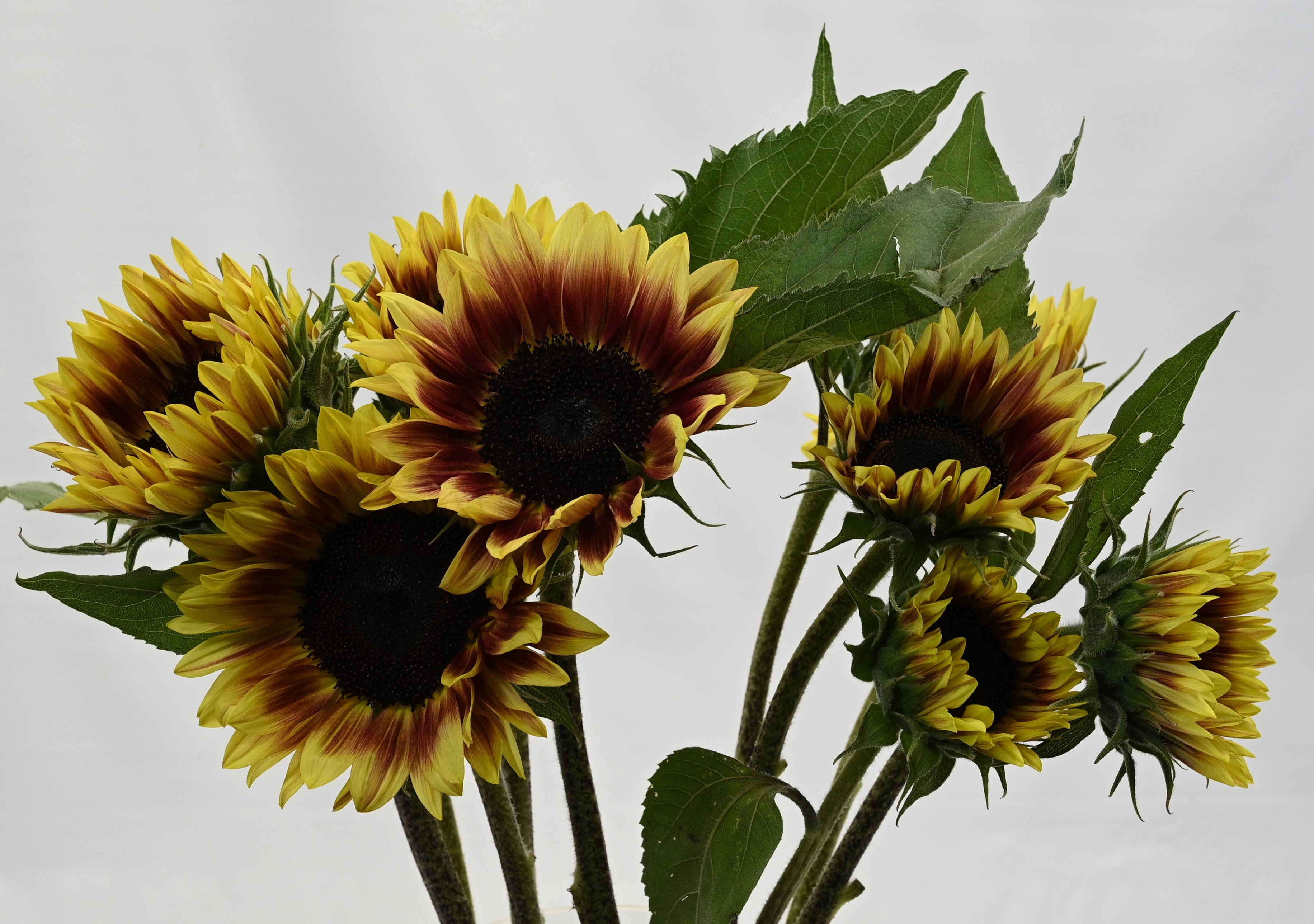 Sunflower Procut Plum Small