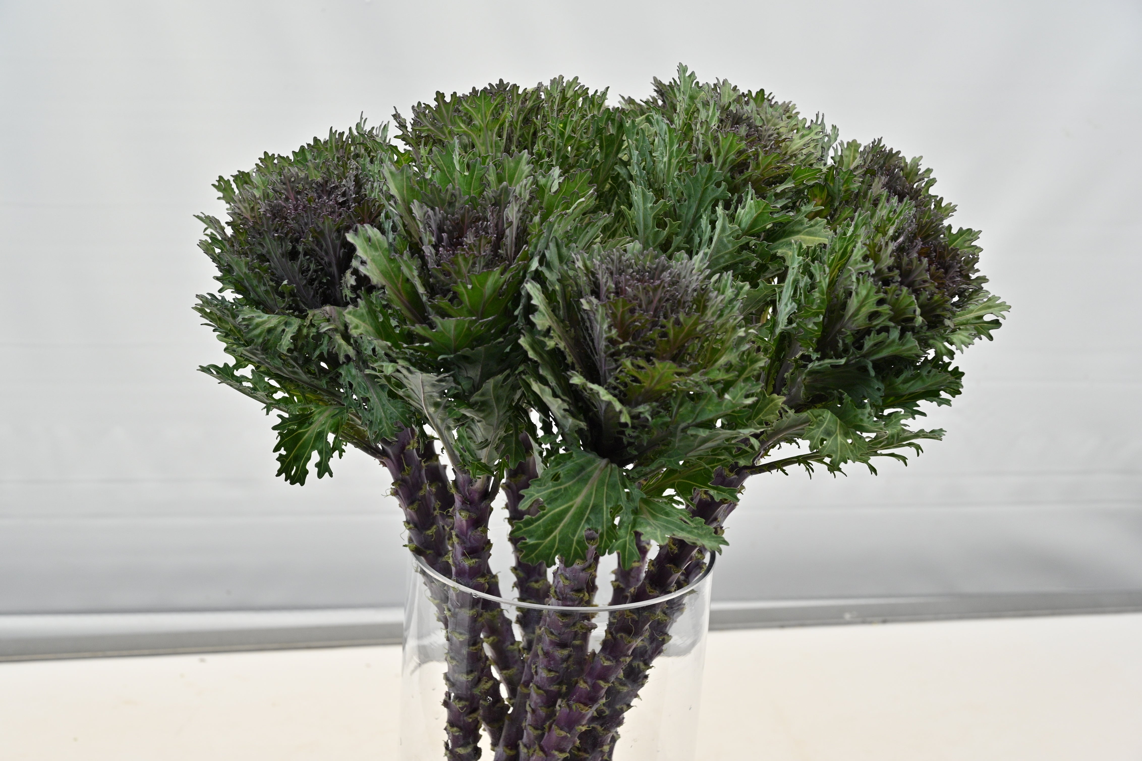 KALE PEACOCK PURPLE Small