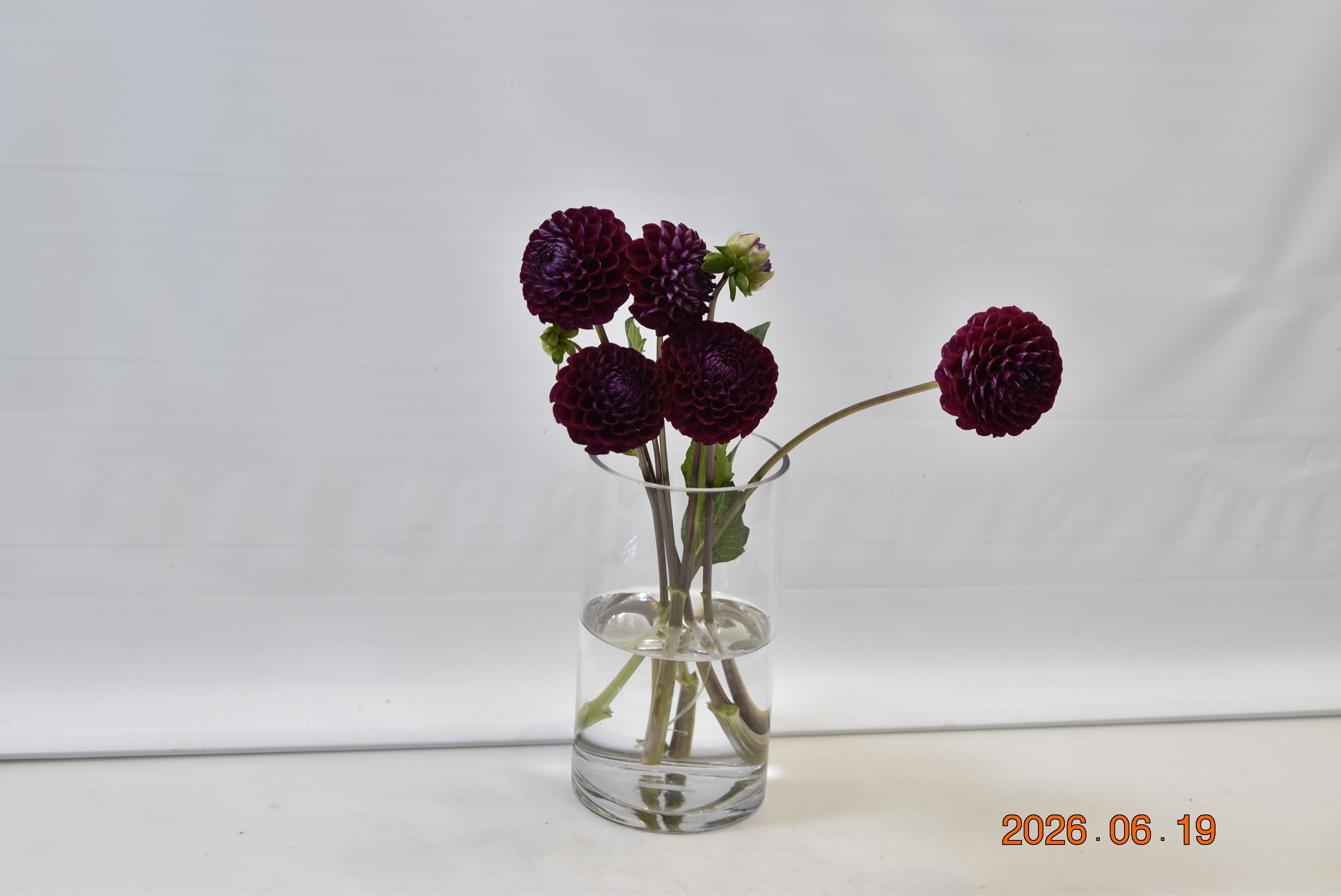 Dahlia Ivanetti Small