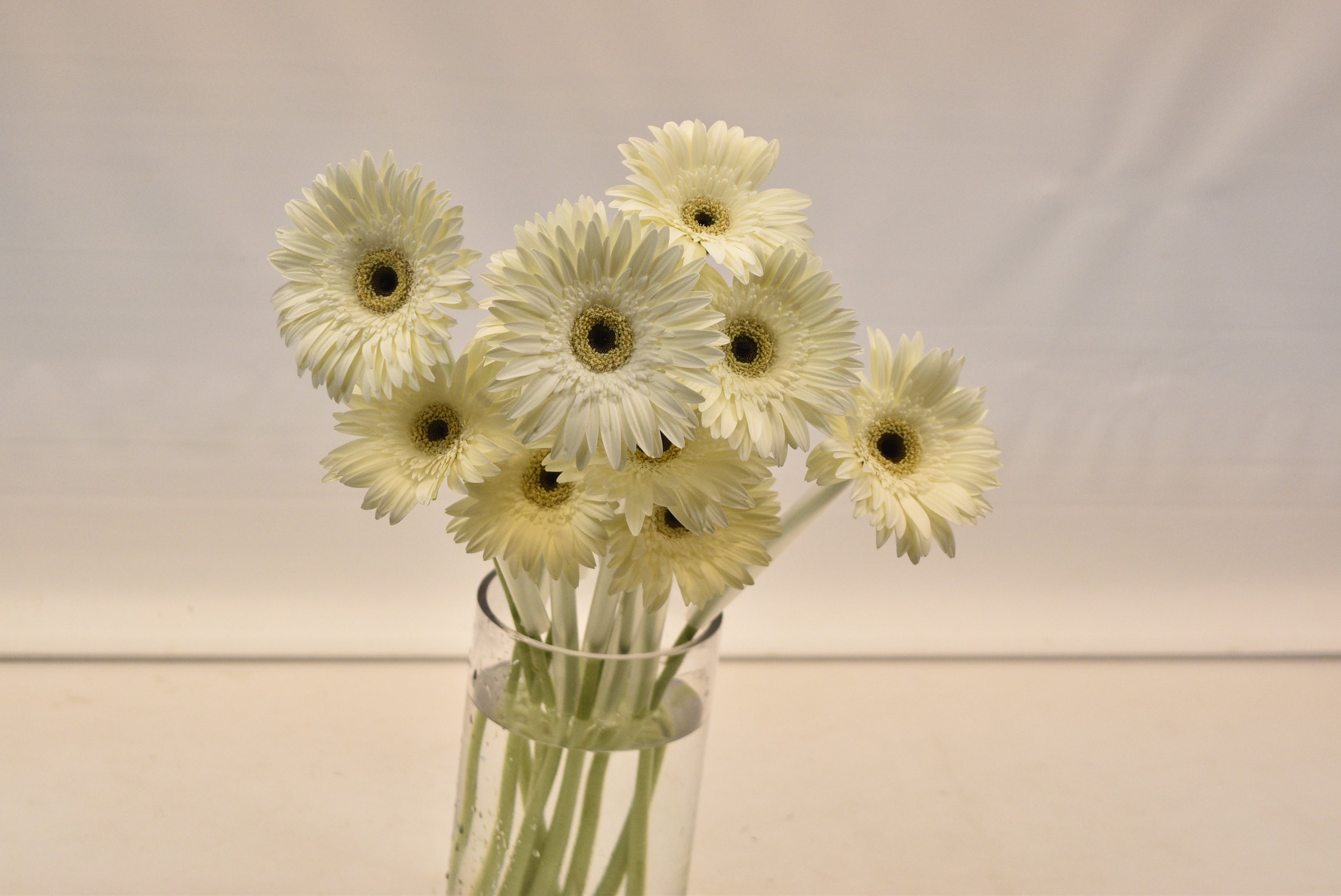 Gerbera Owen Small