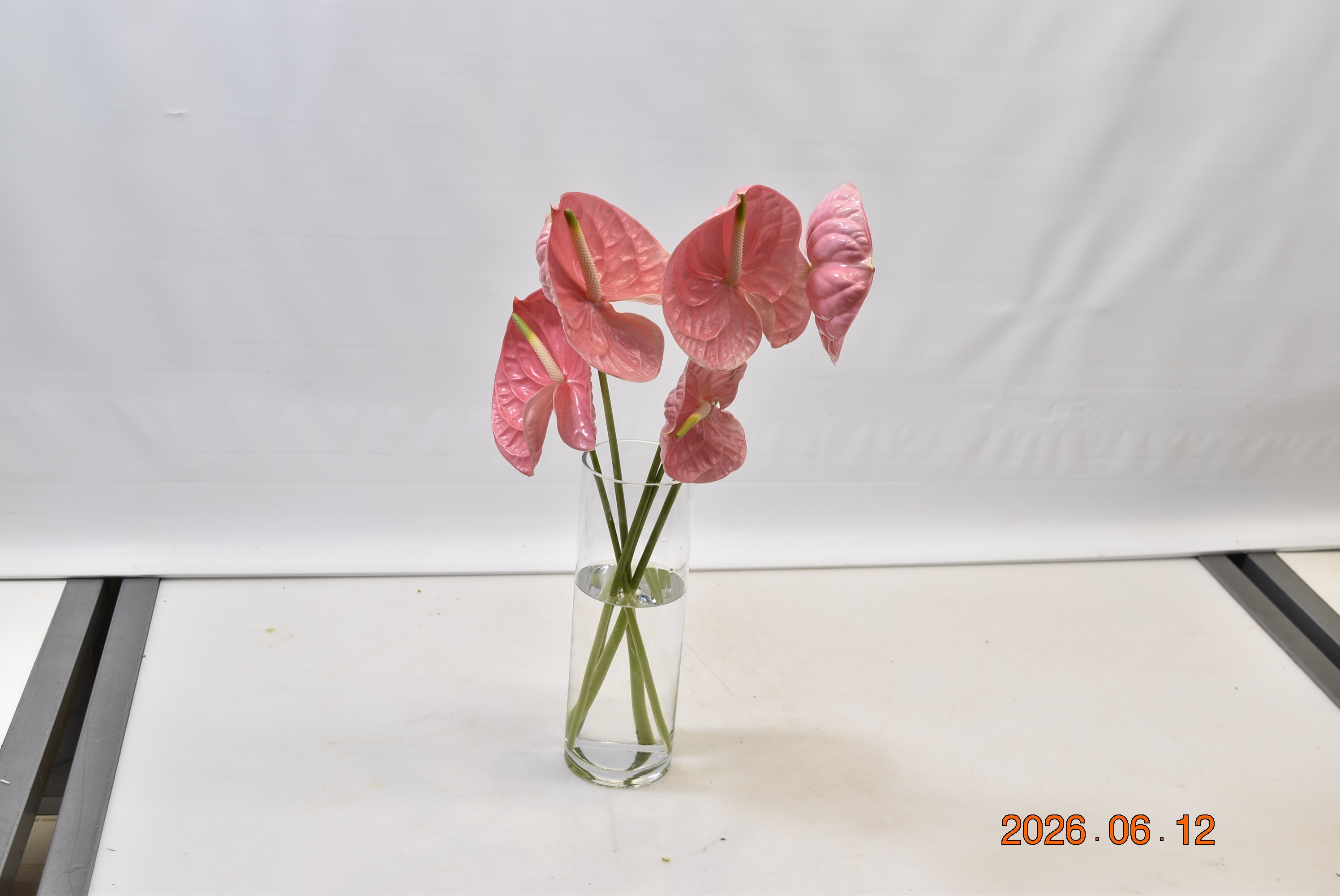 Anthurium Caribo Small