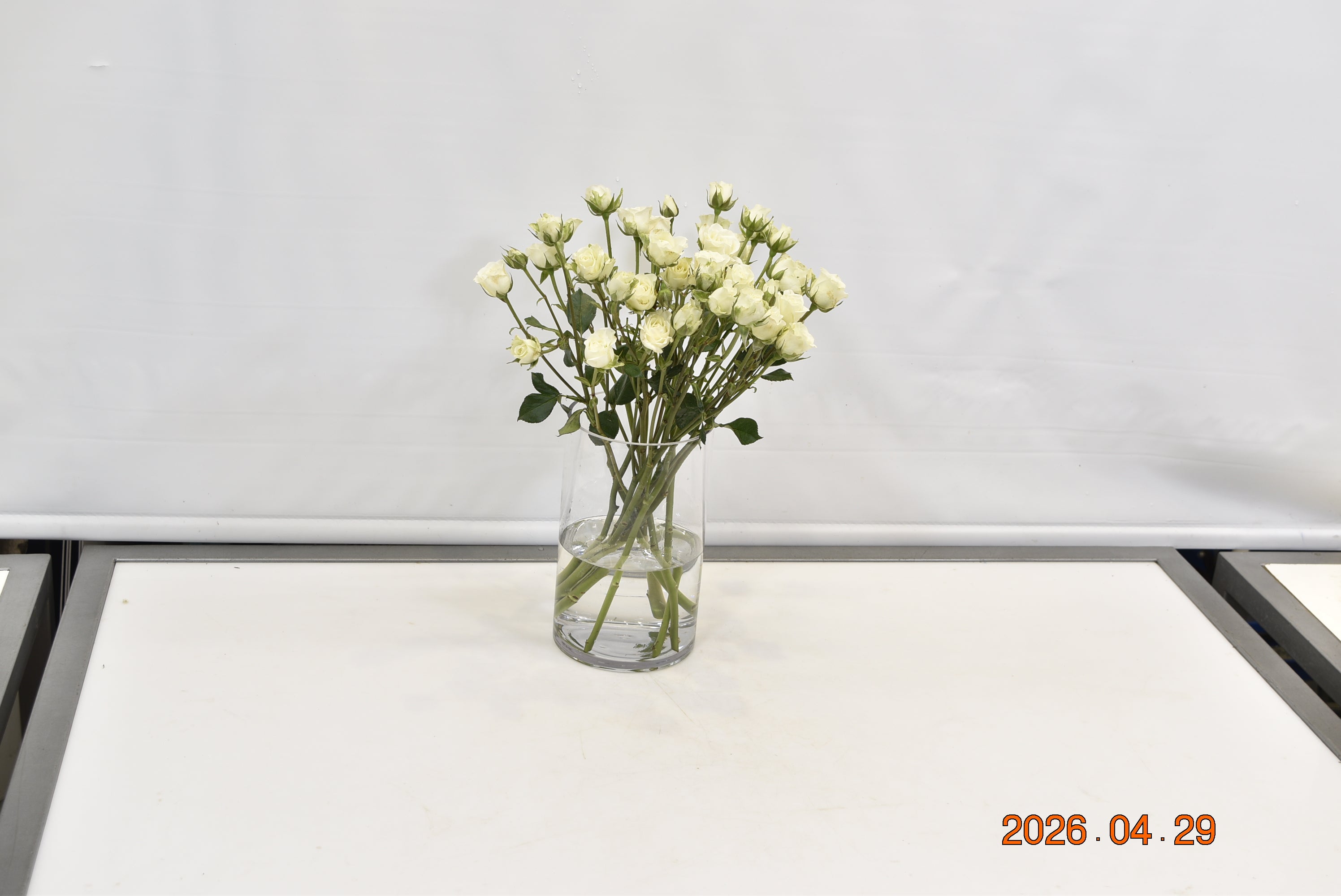 ROSE SPRAY WHITE Small