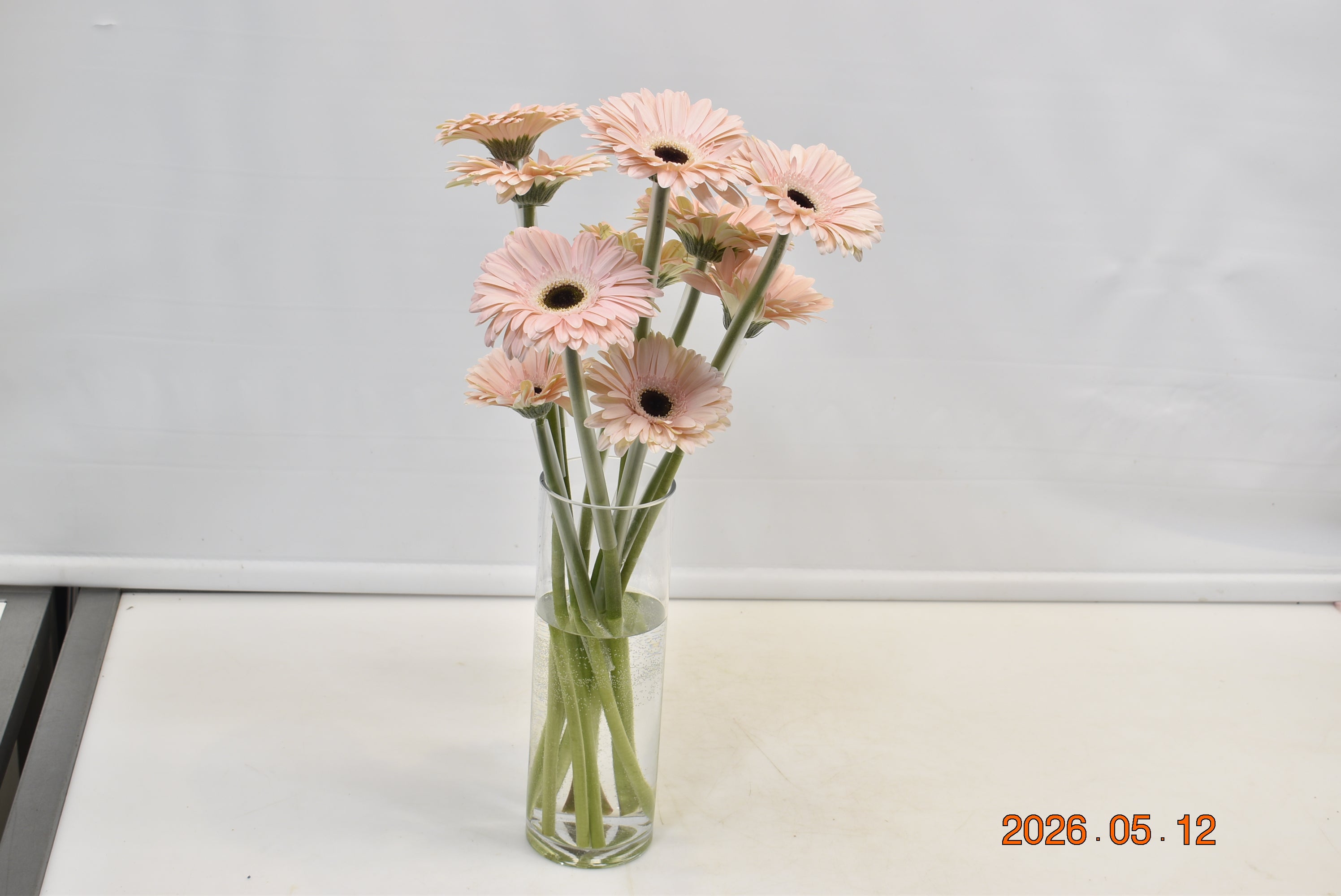 Gerbera Dulcie Small