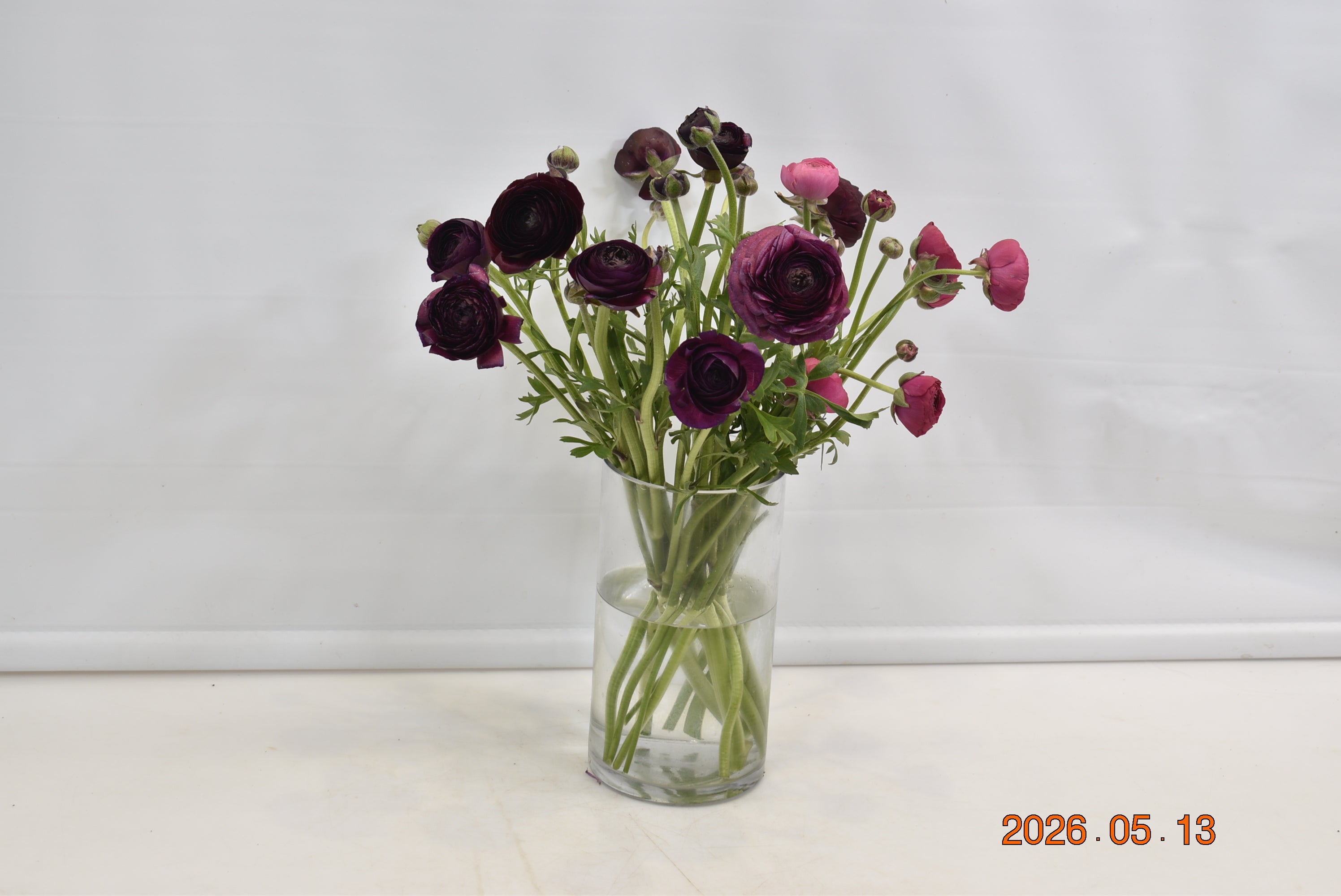 RANUNCULUS ASSORTED Small