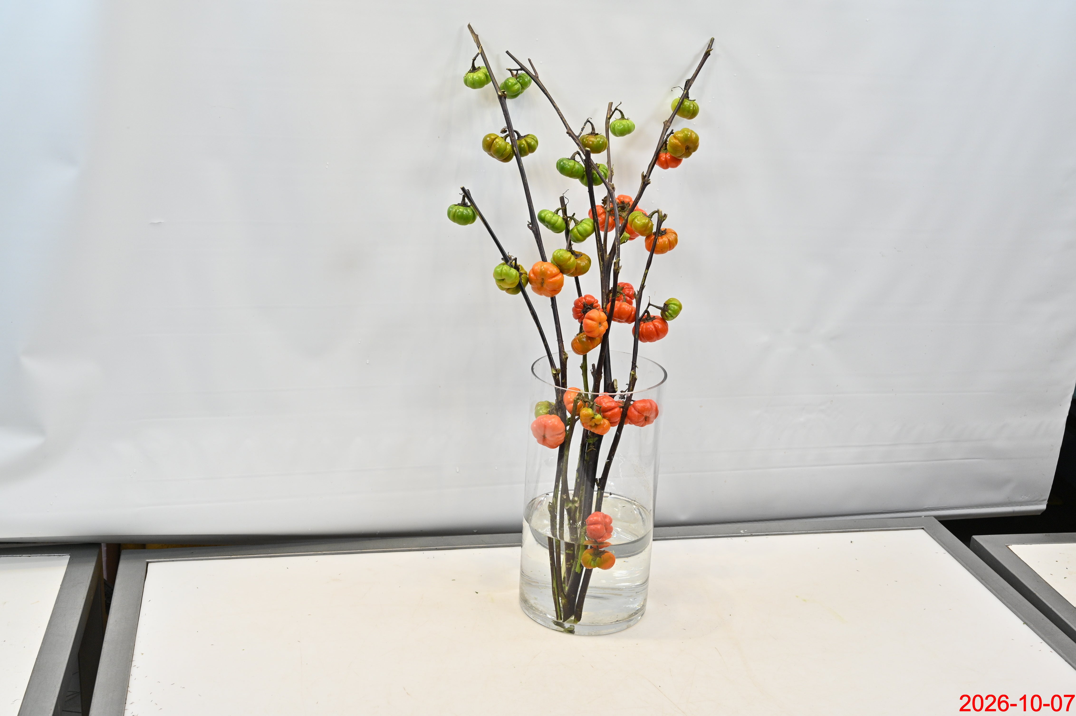 SOLANUM Small
