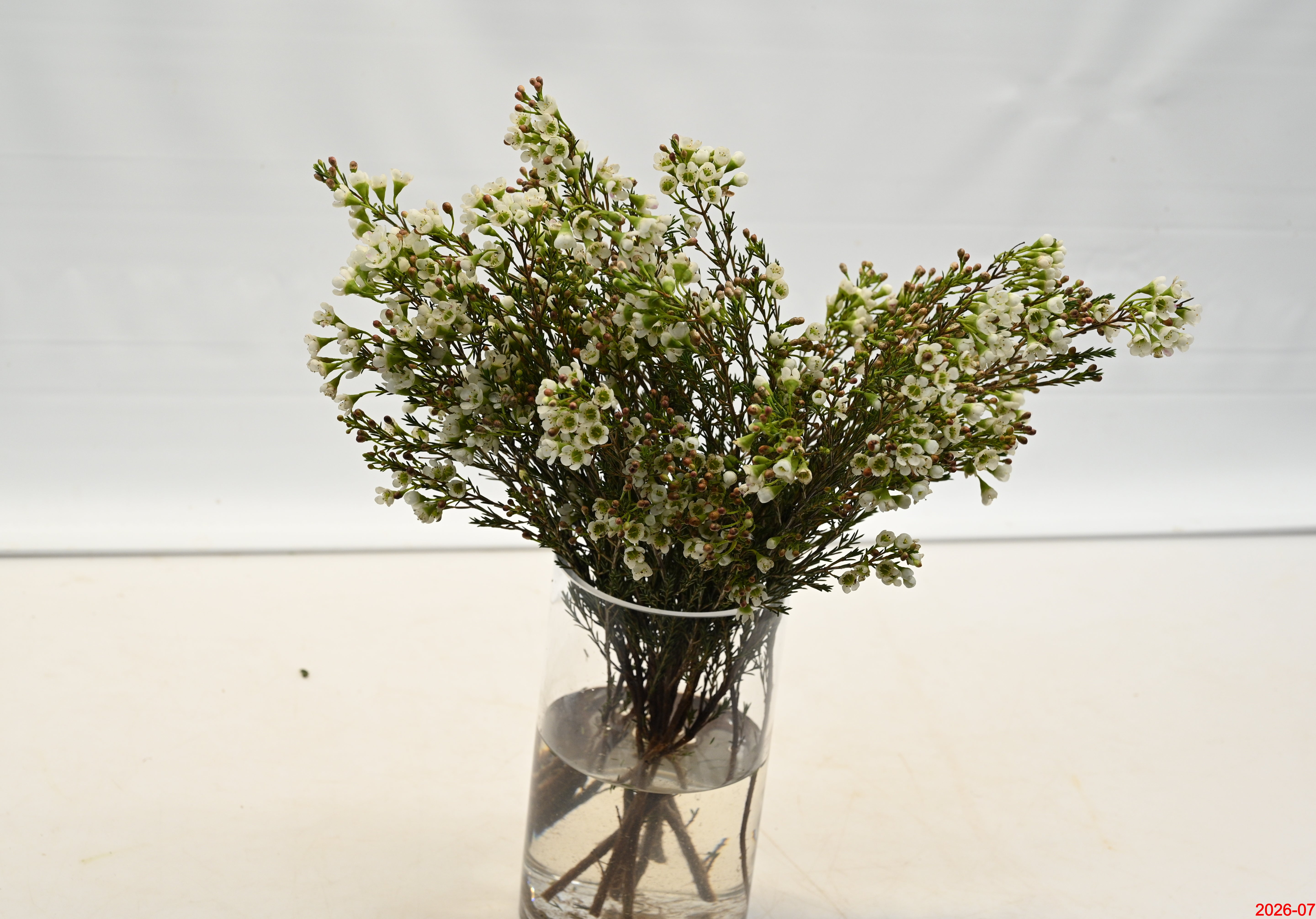 WAXFLOWER WHITE 300g Small