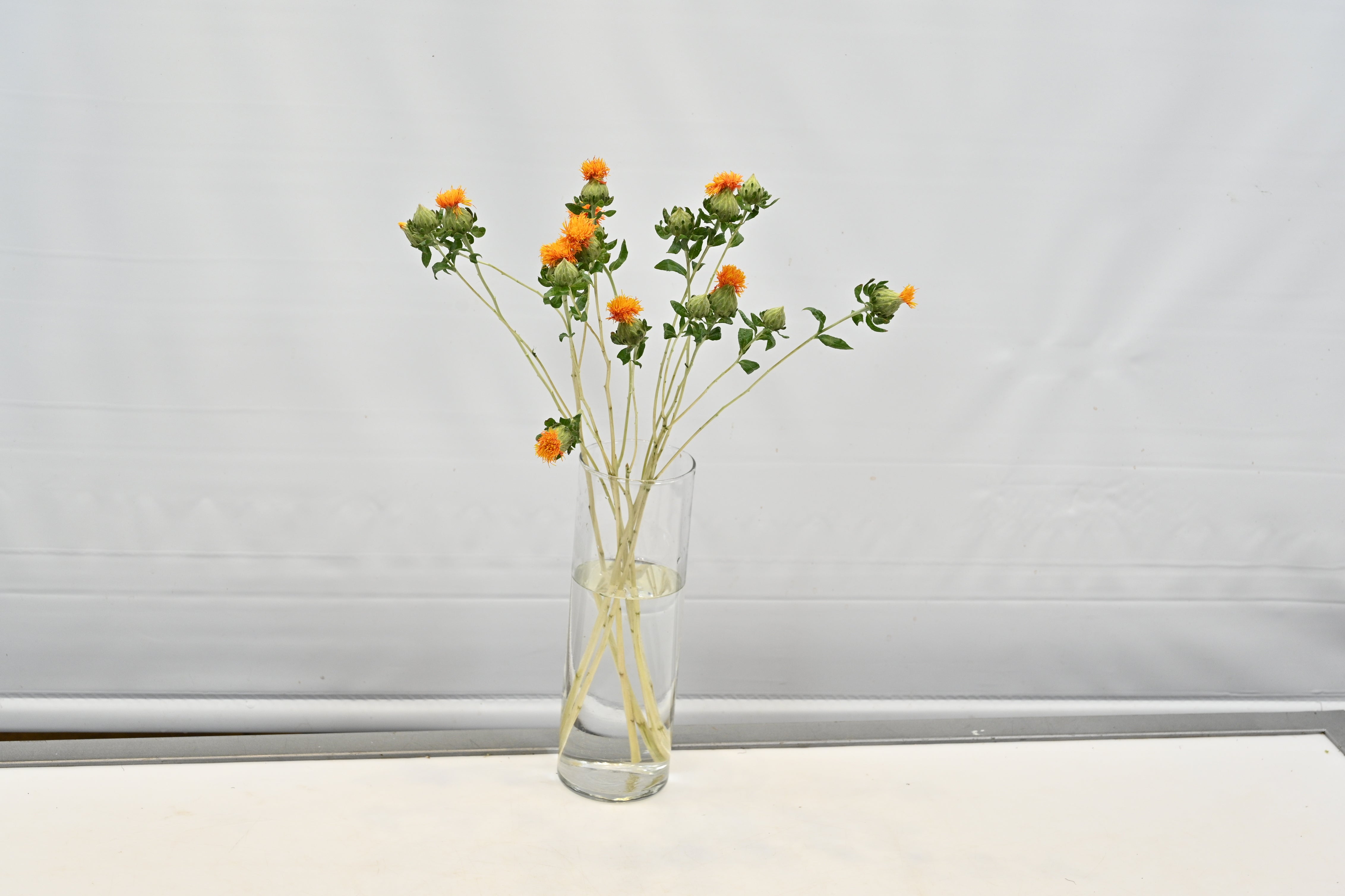 CARTHAMUS Small