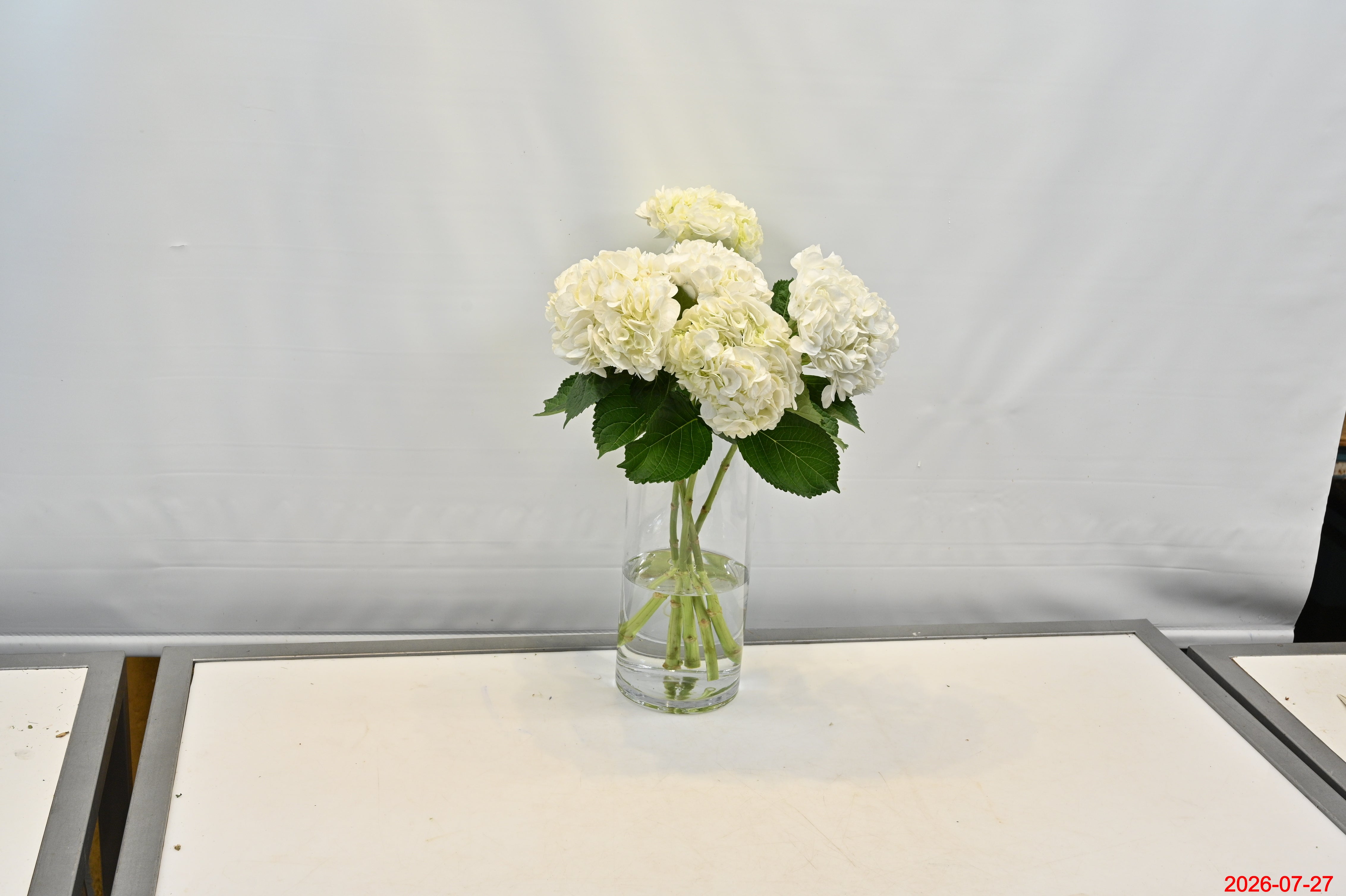 HYDRANGEA S. A. WHITE Small