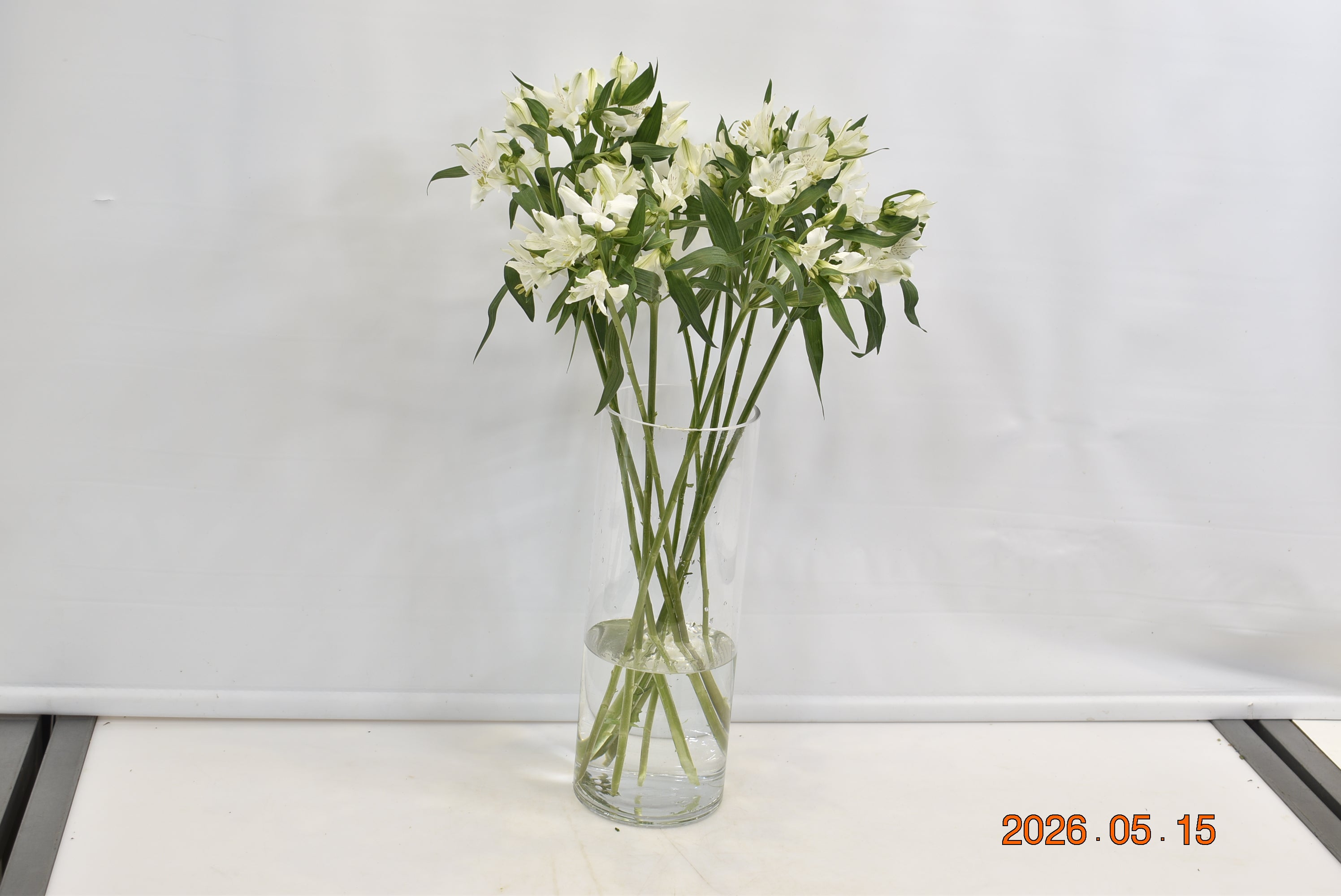 ALSTROEMERIA SNOWTIME Small