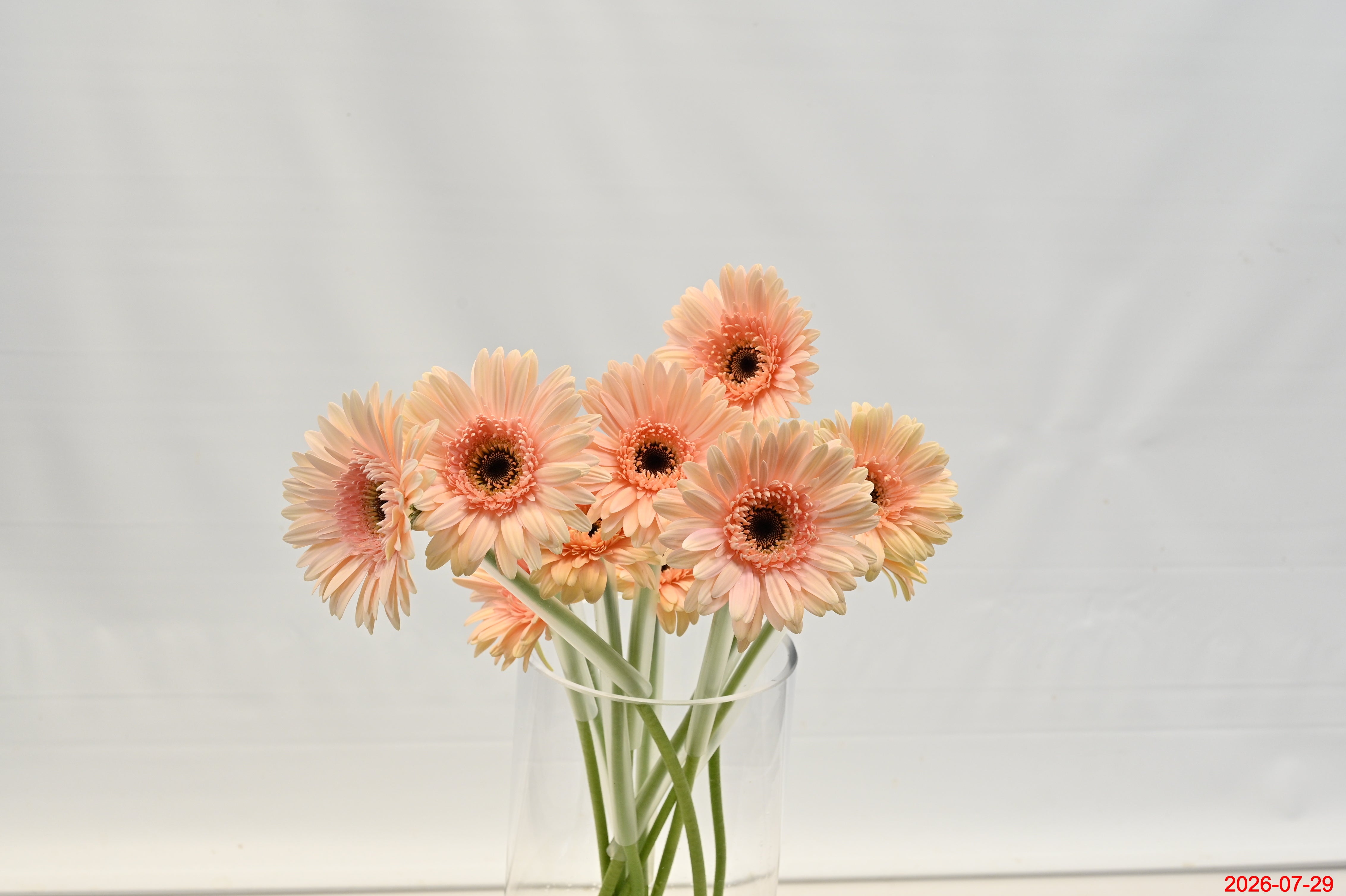Gerbera Cafe Del Mar Small