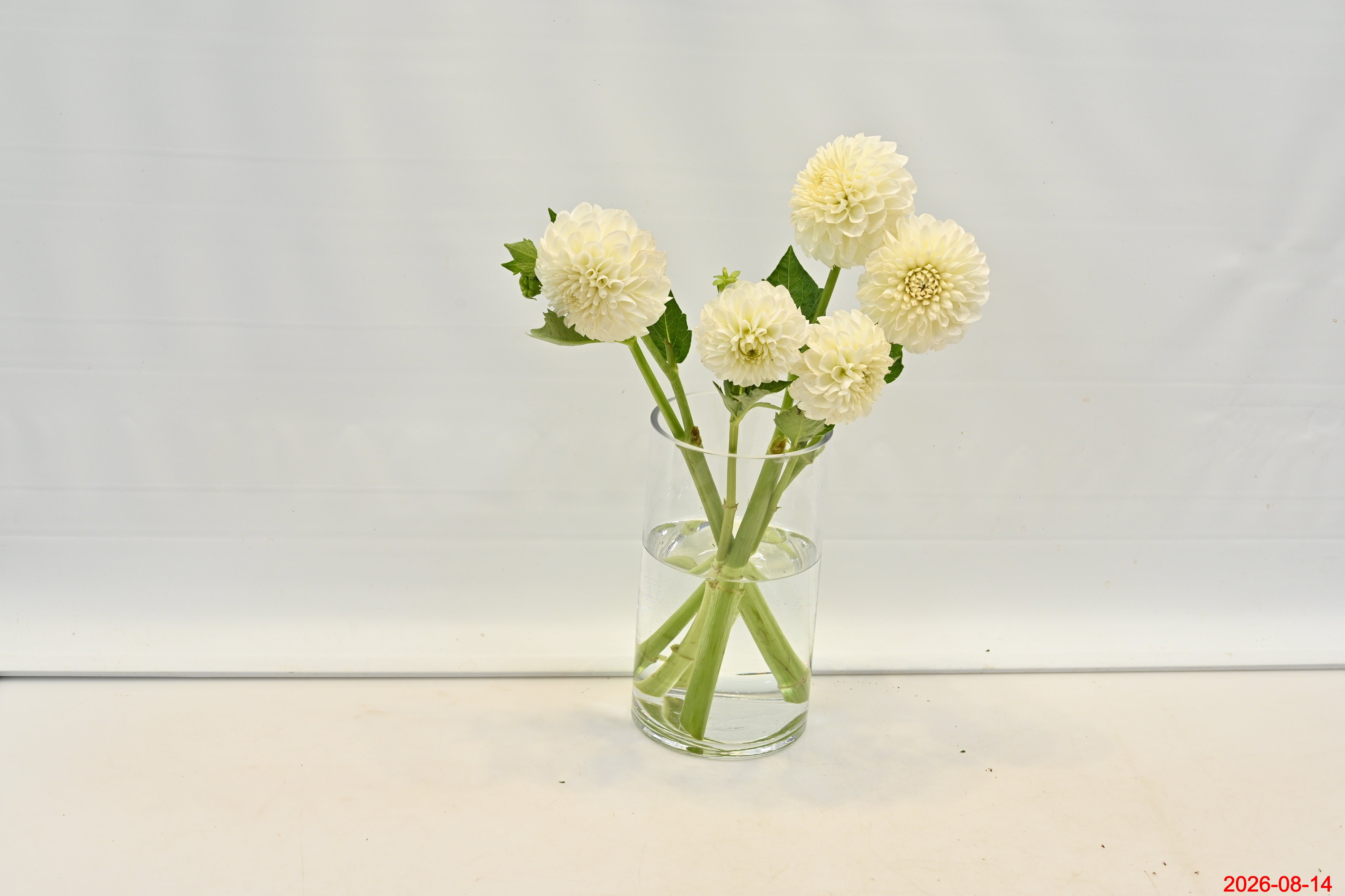 DAHLIA WHITE Small