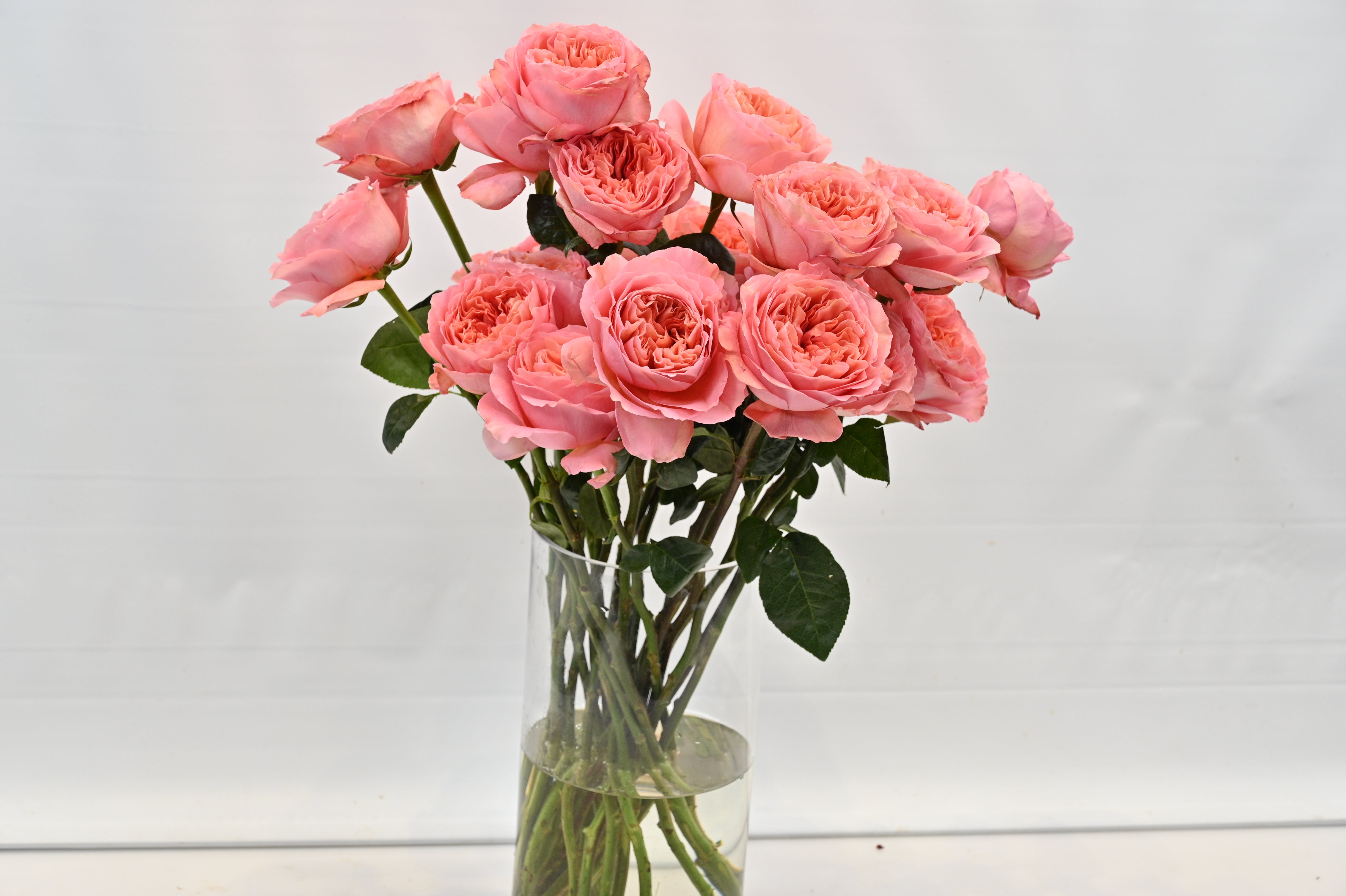 Rose Candy Xpression Small