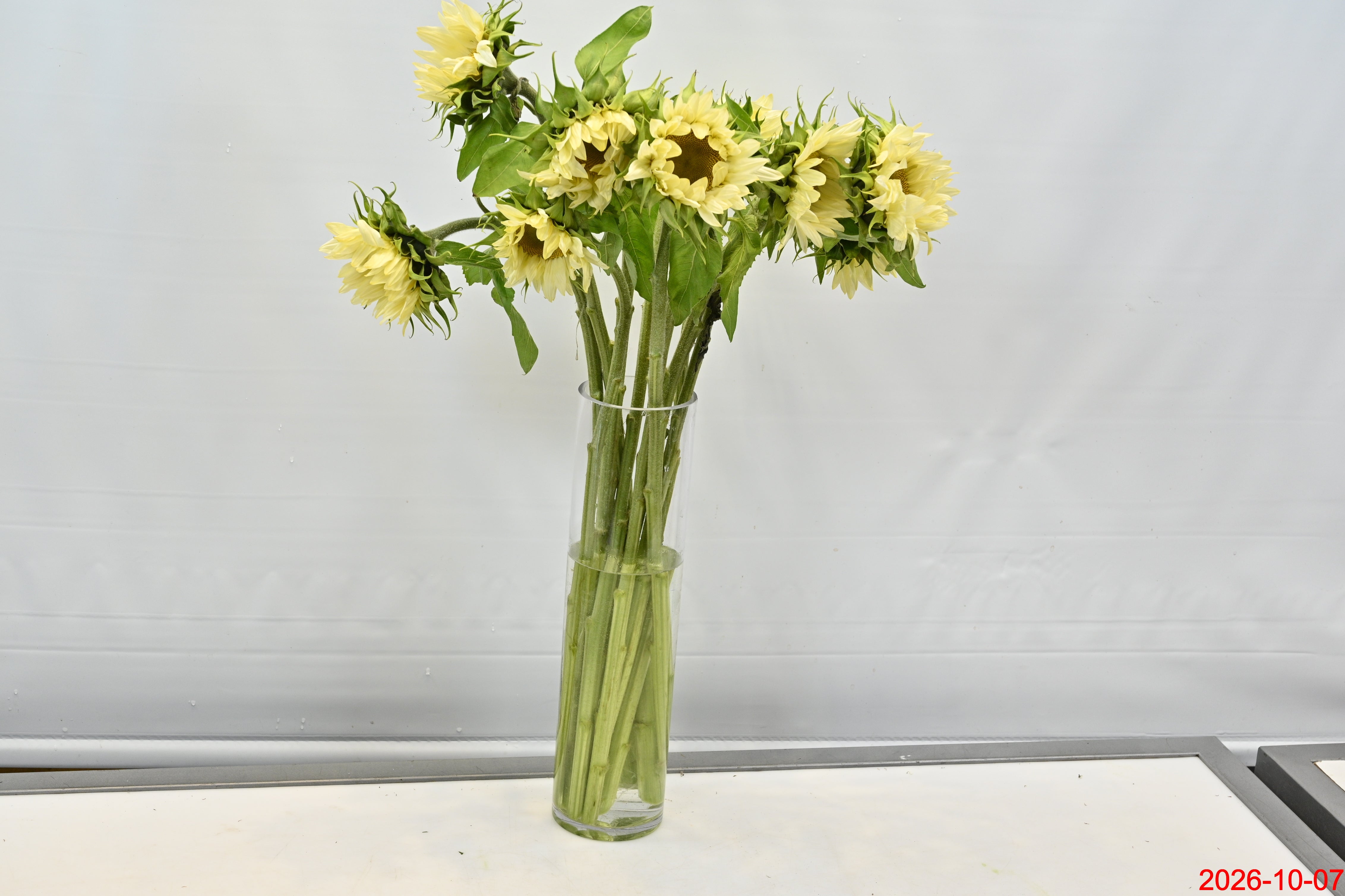 Sunflower White Nite Small