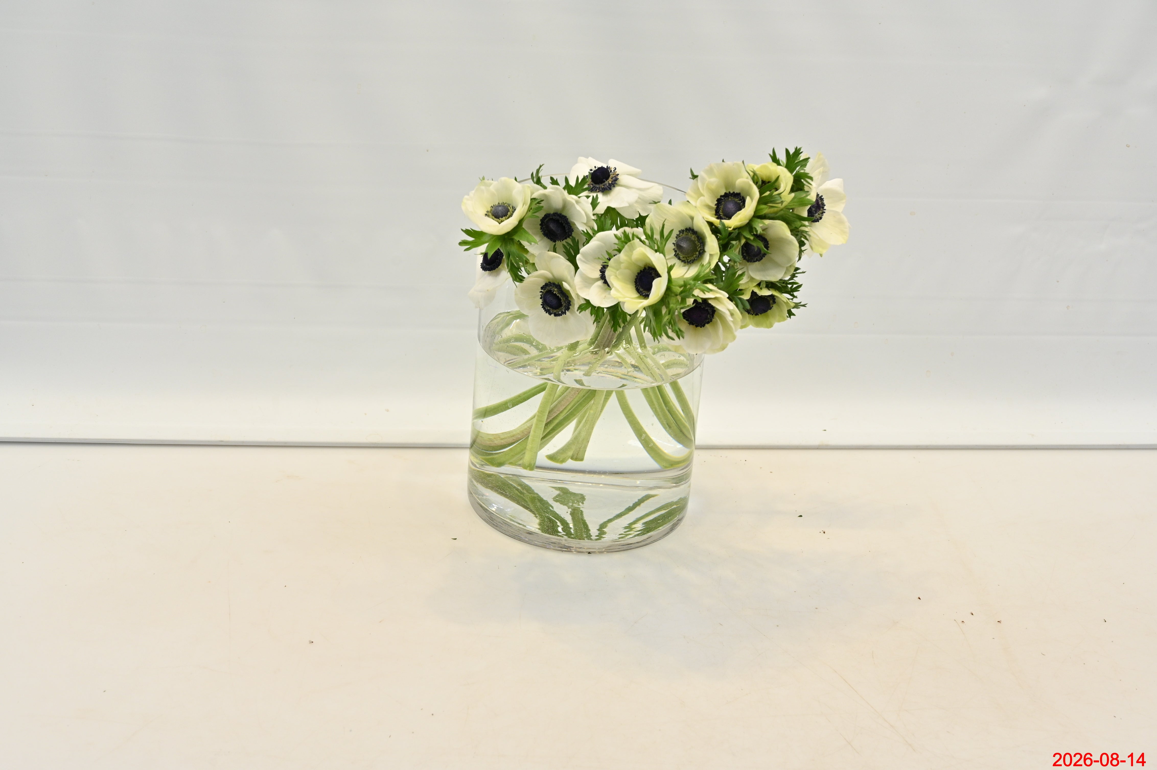 ANEMONE WHITE Small