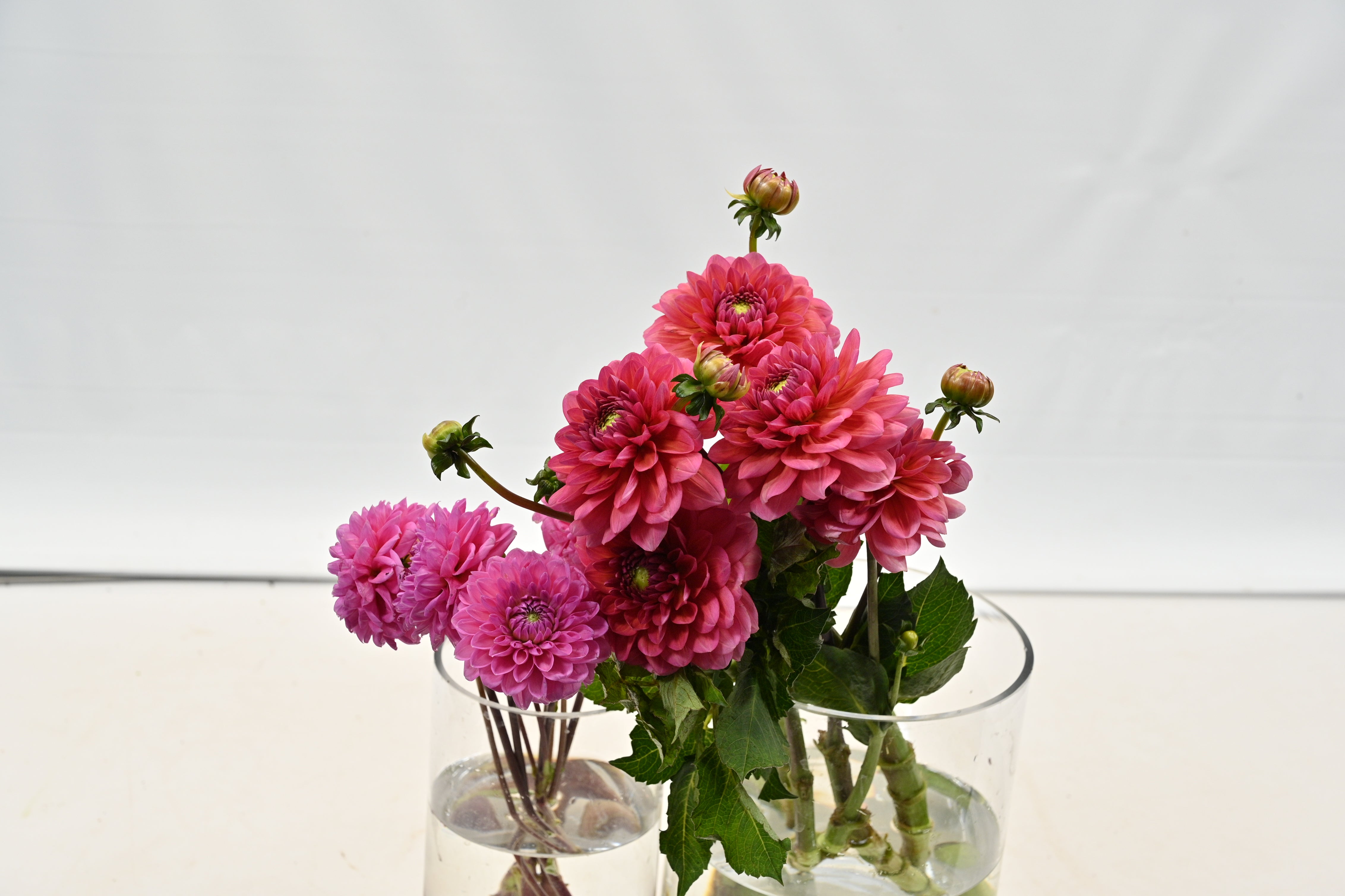 DAHLIA ASSORTED SMALL Small