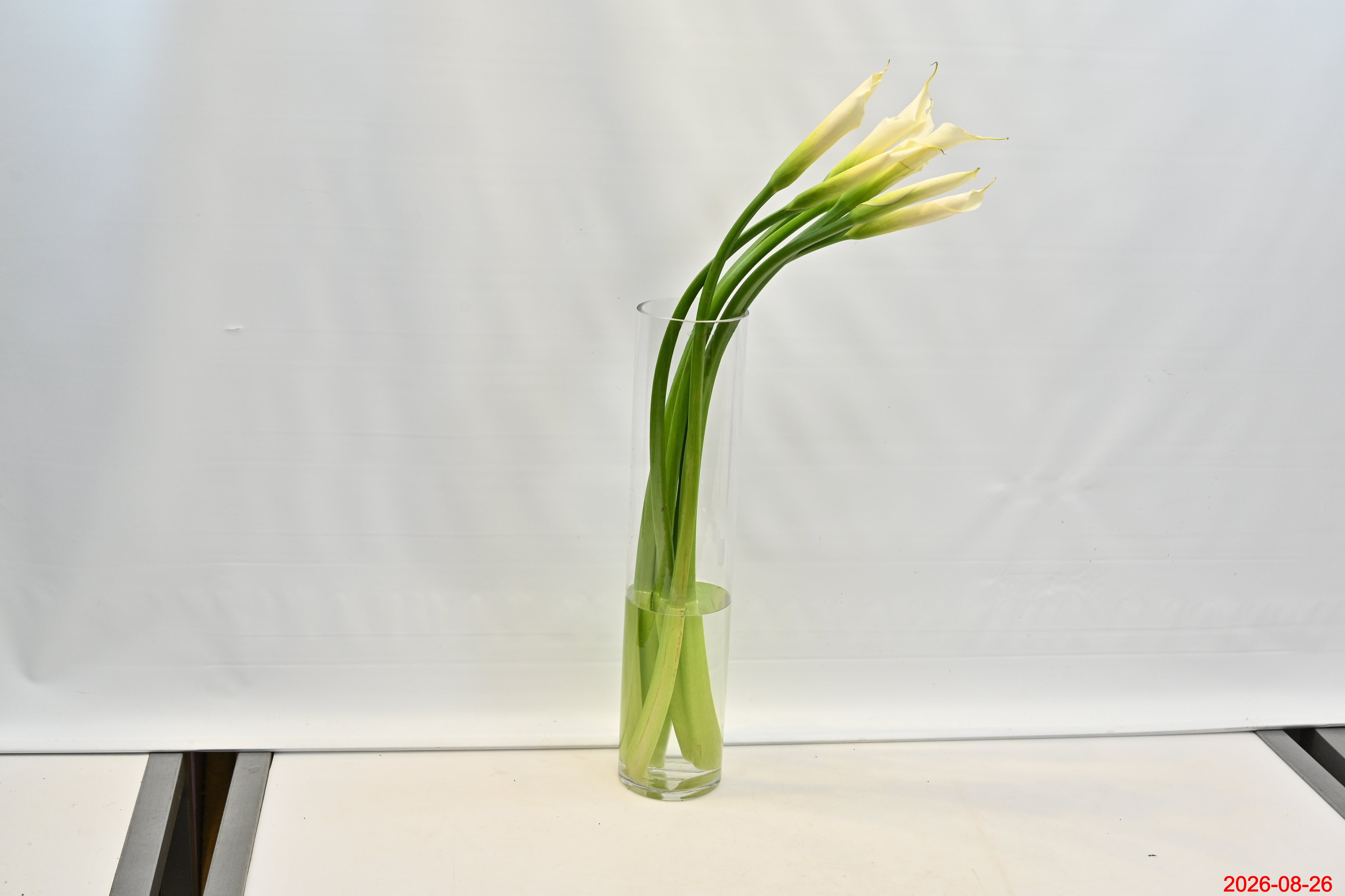 CALLA WHITE Small