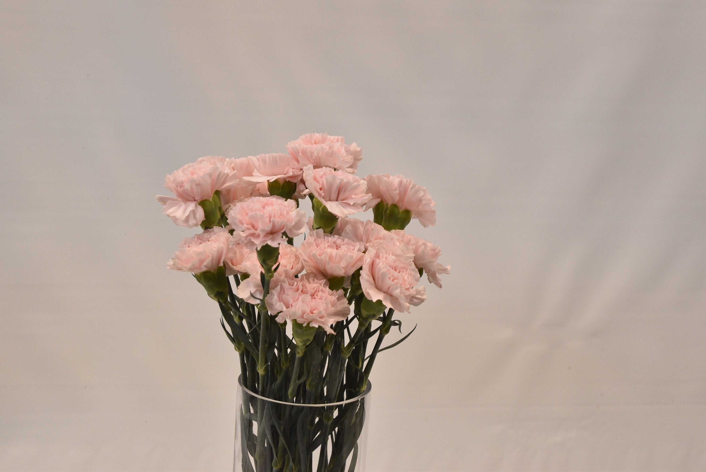 CARNATION DONCEL Small