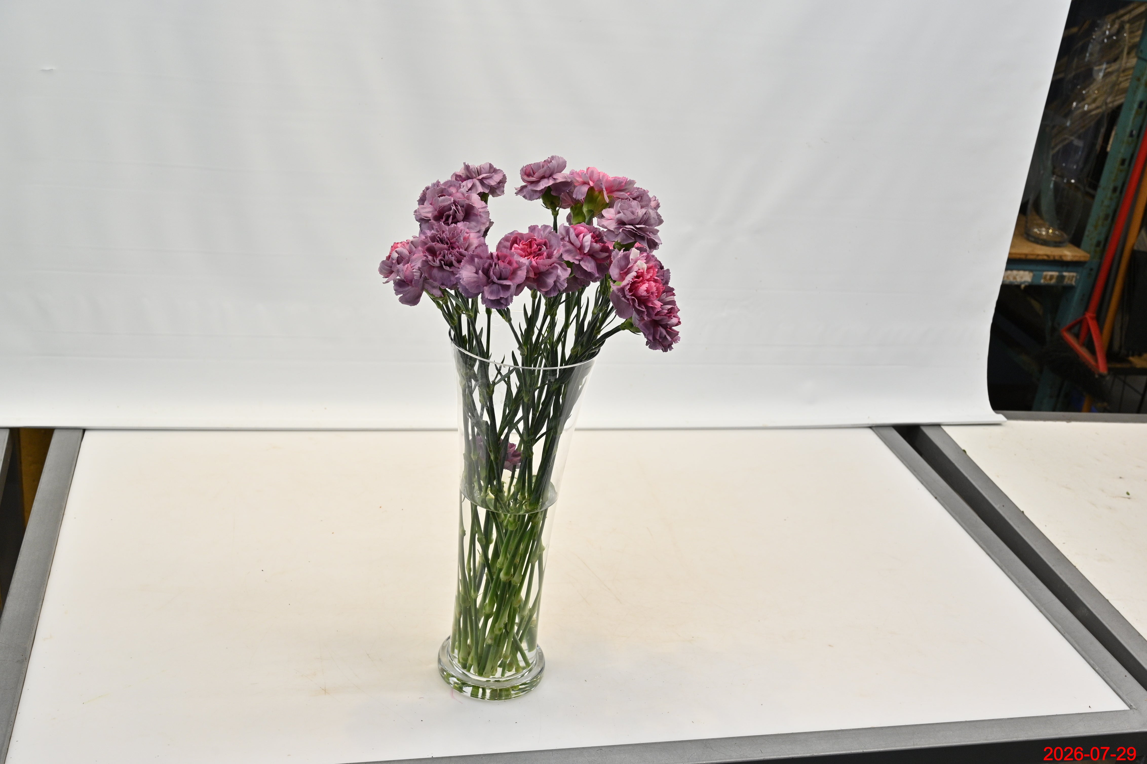 CARNATION NOVELTY Small