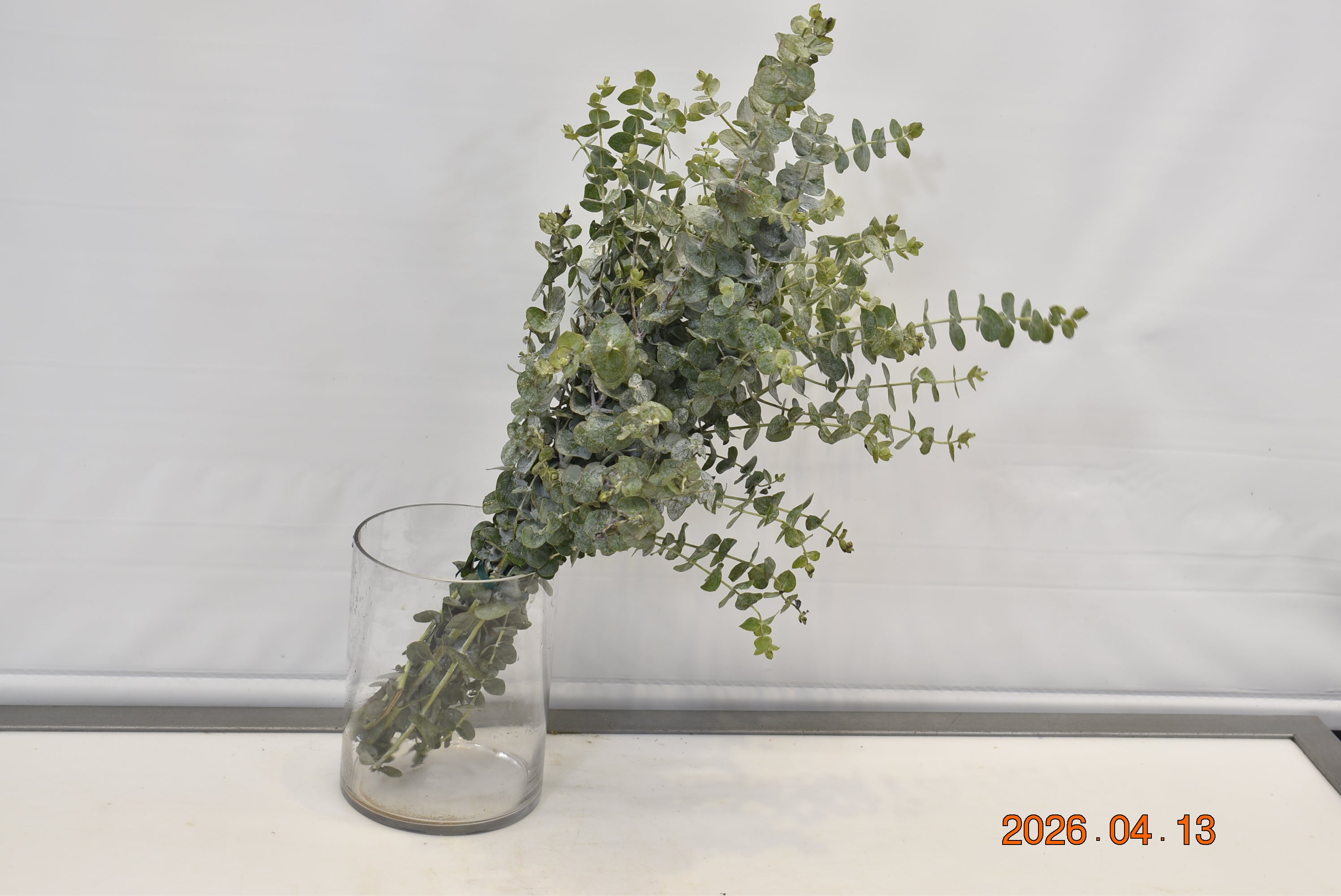 EUCALYPTUS BABY 300g Small