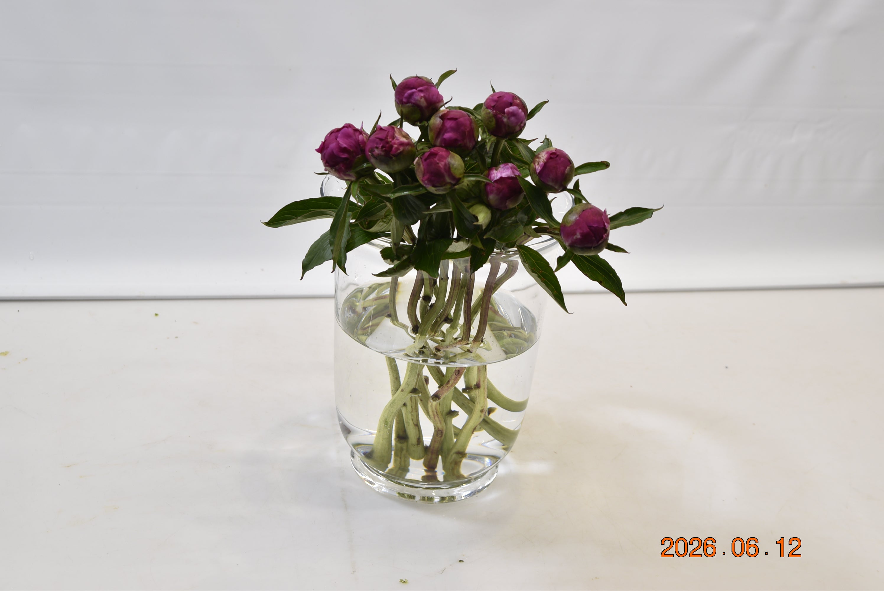 Peony Celebrity Small