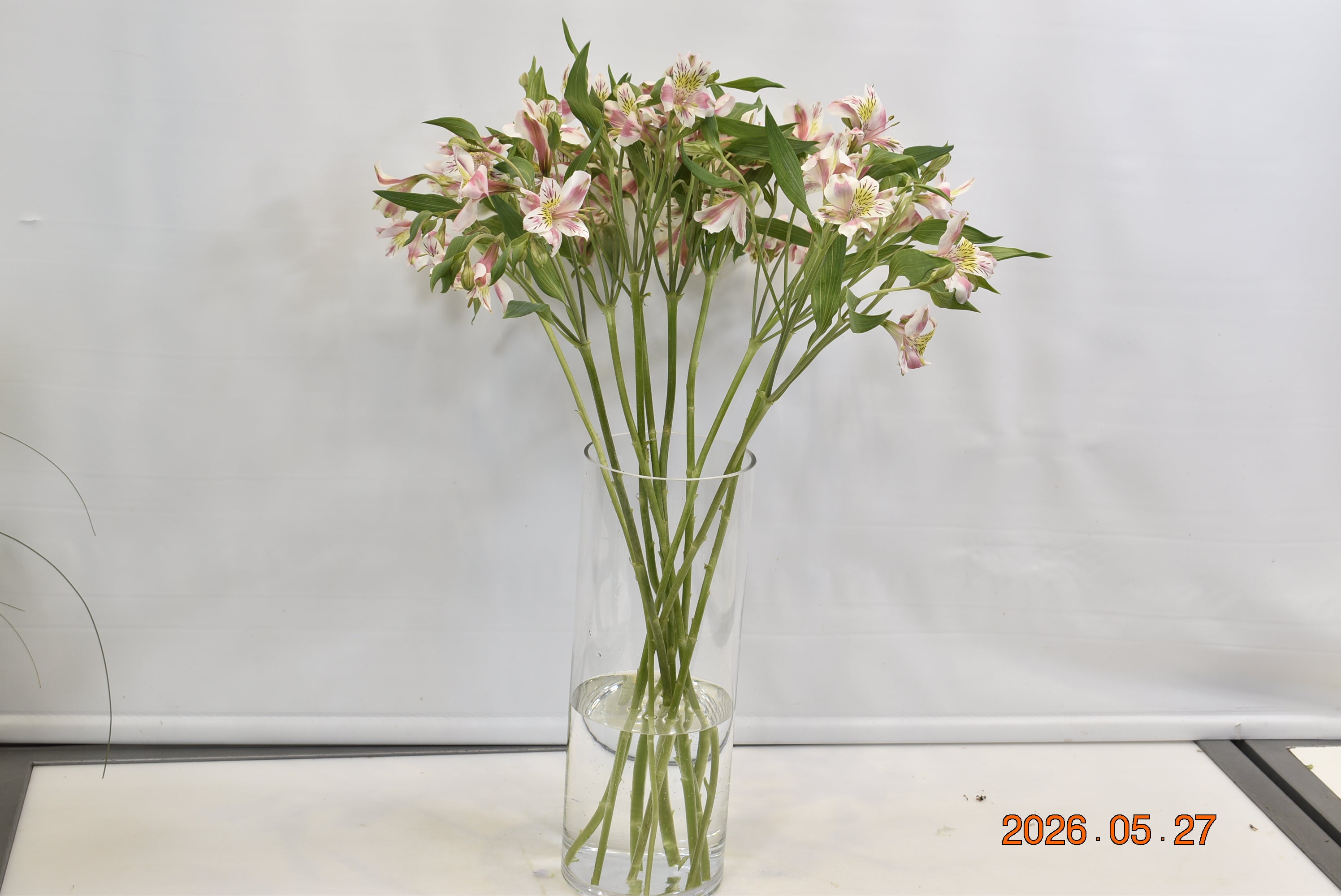 ALSTROEMERIA REBECCA Small