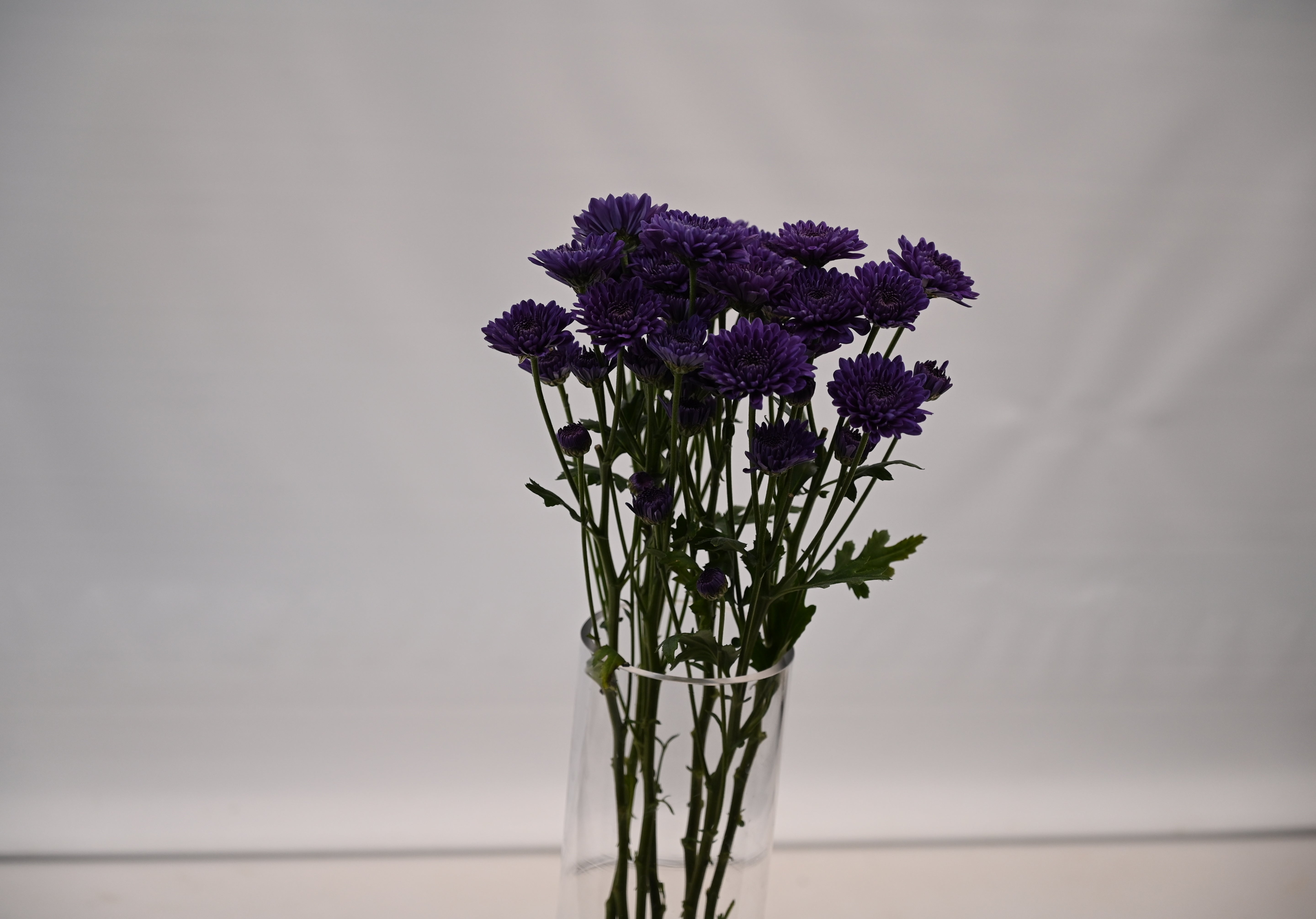 CHRYSANTHEMUM BLU OCEAN PURPLE SAPPHIRE Small