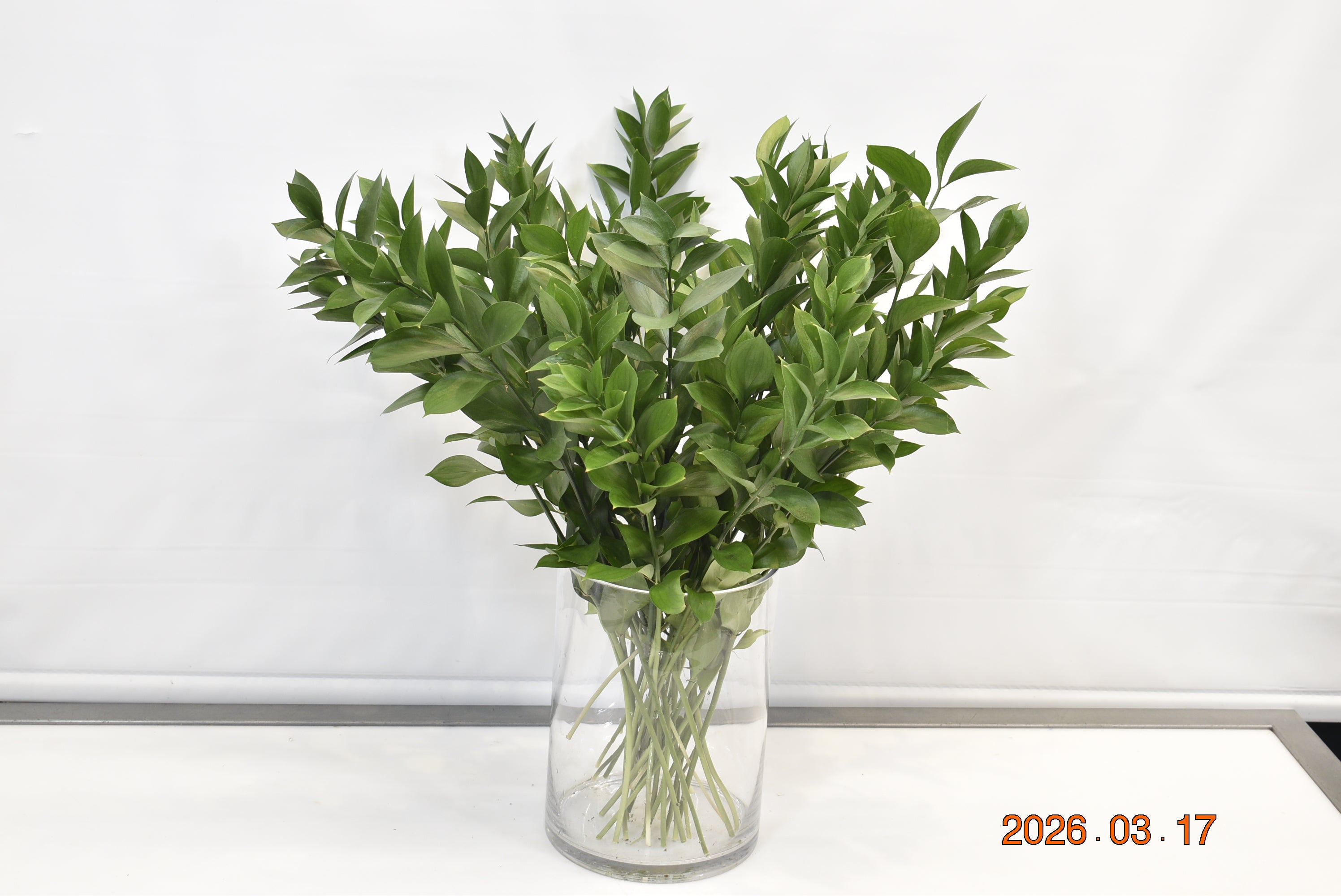 RUSCUS ISRAELI Small