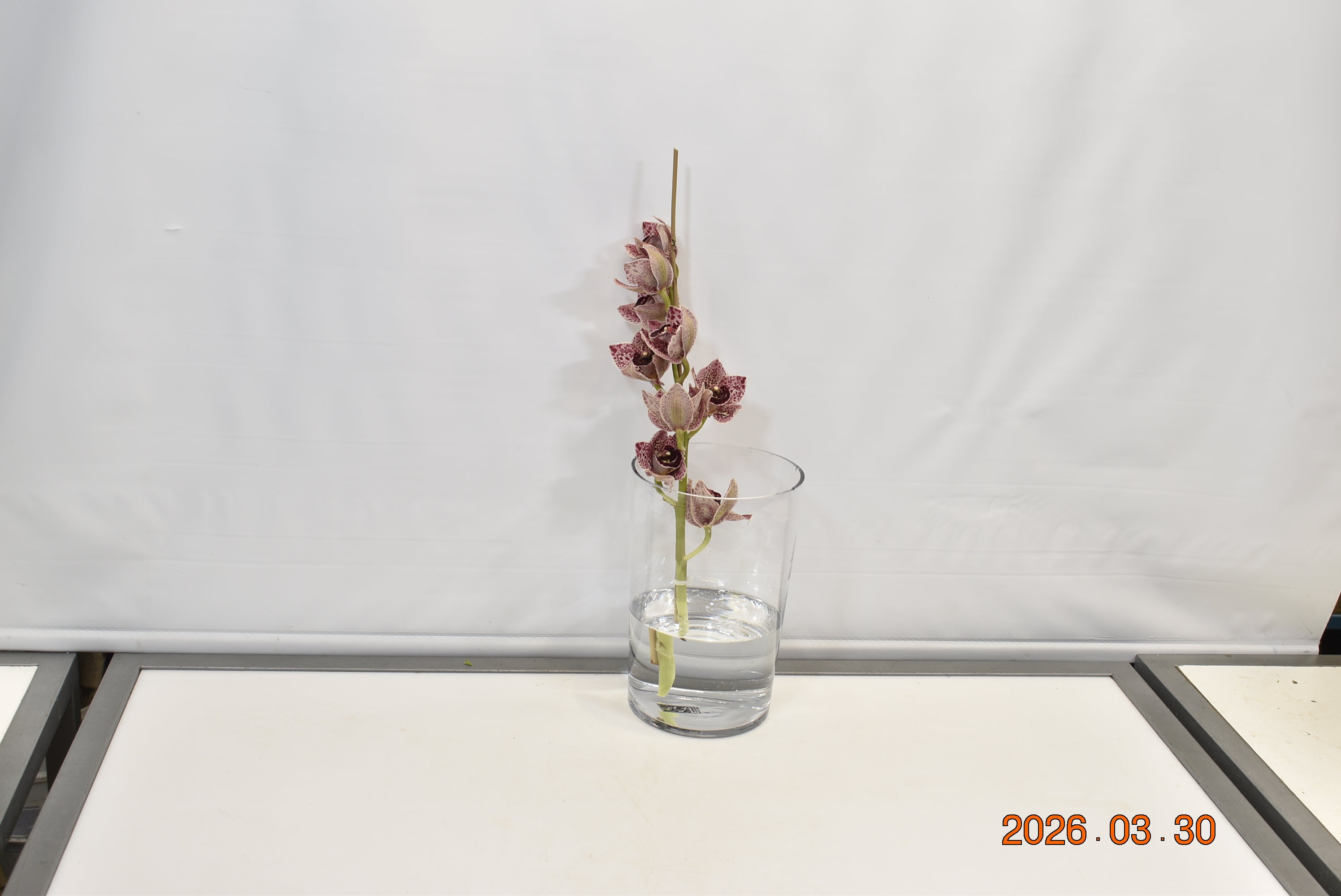 CYMBIDIUM NOVELTY PER BLOOM Small