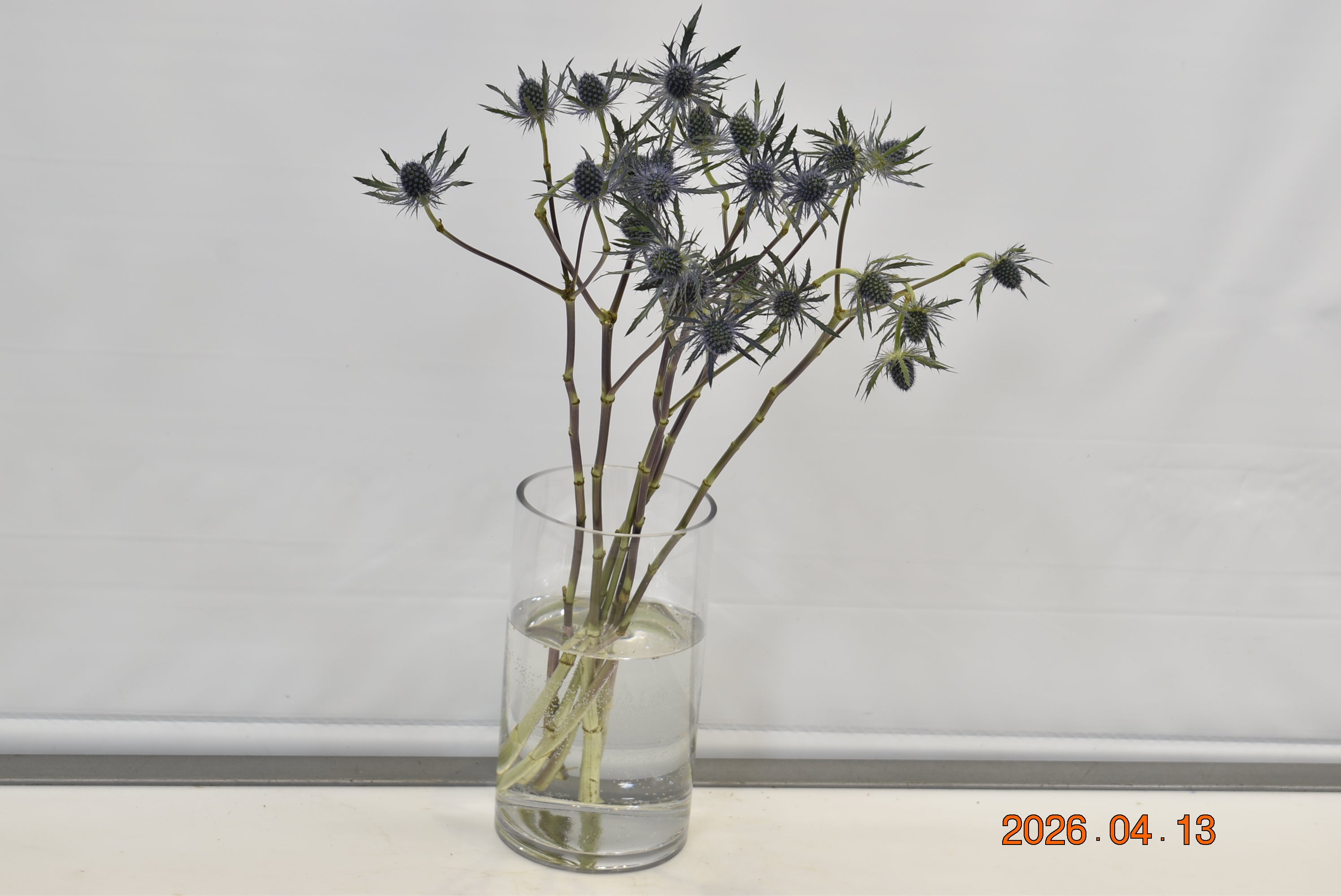 ERYNGIUM TINKER BELL Small