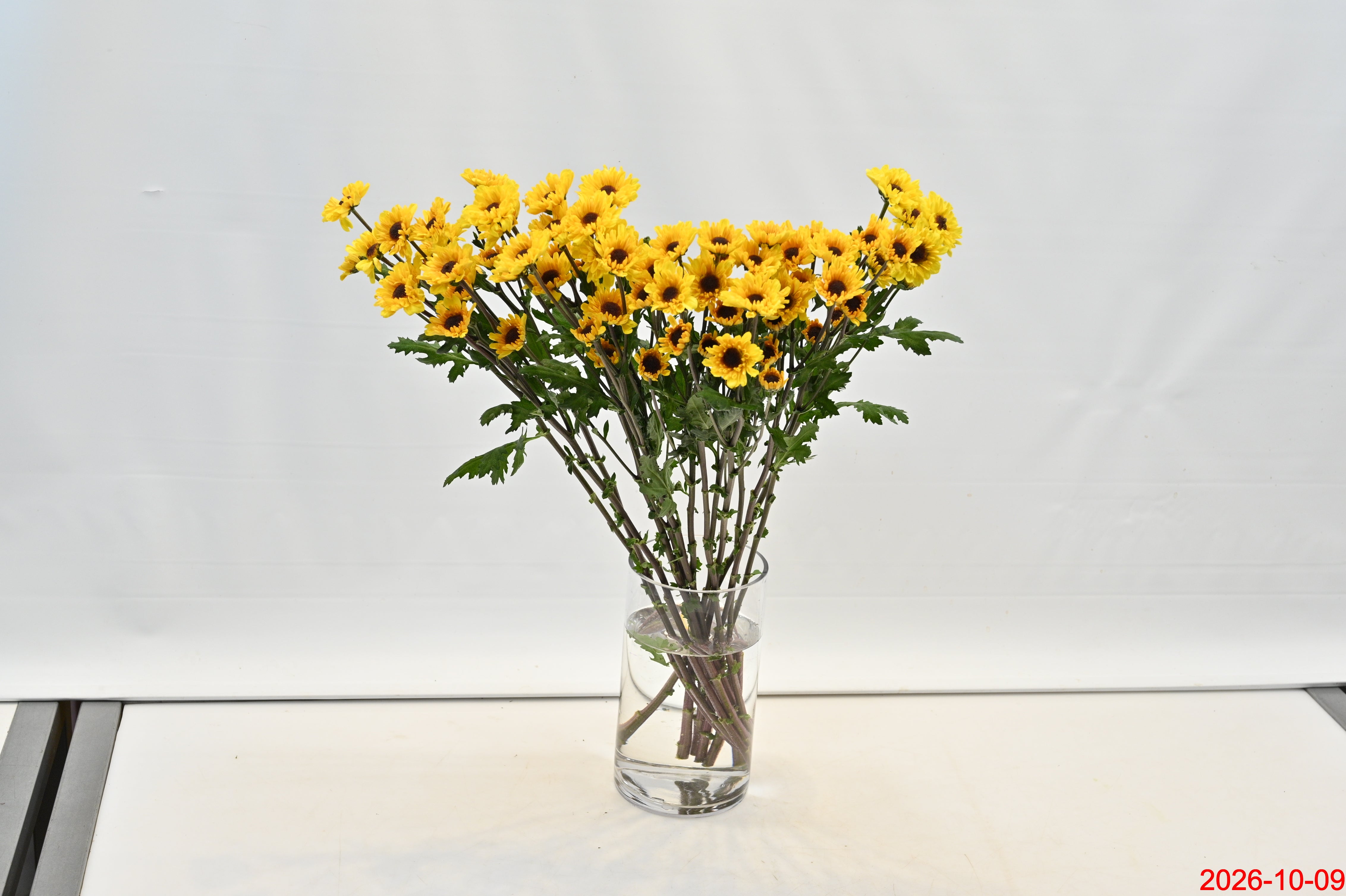 CHRYSANTHEMUM VIKING Small