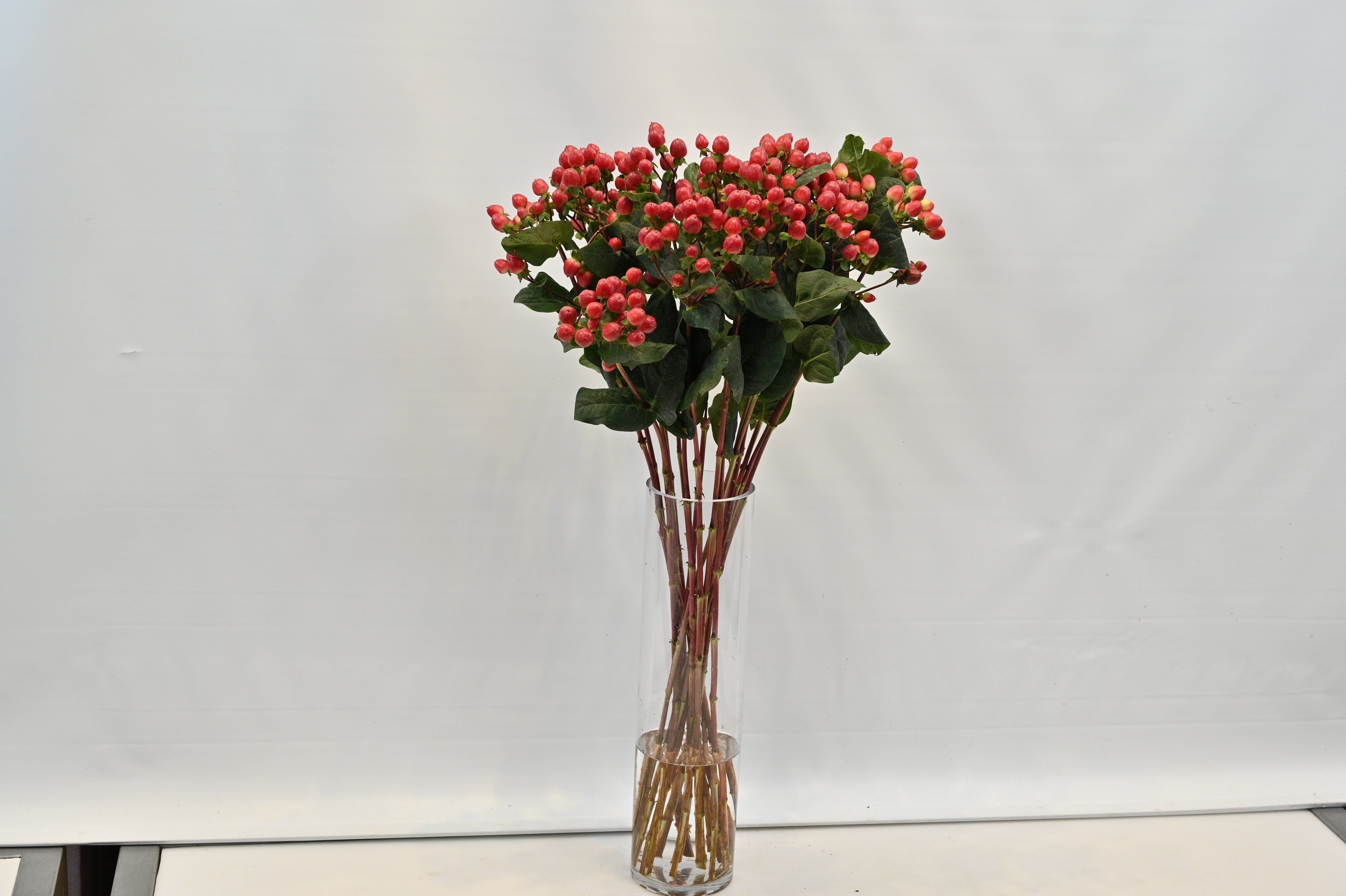 Hypericum True Romance Small