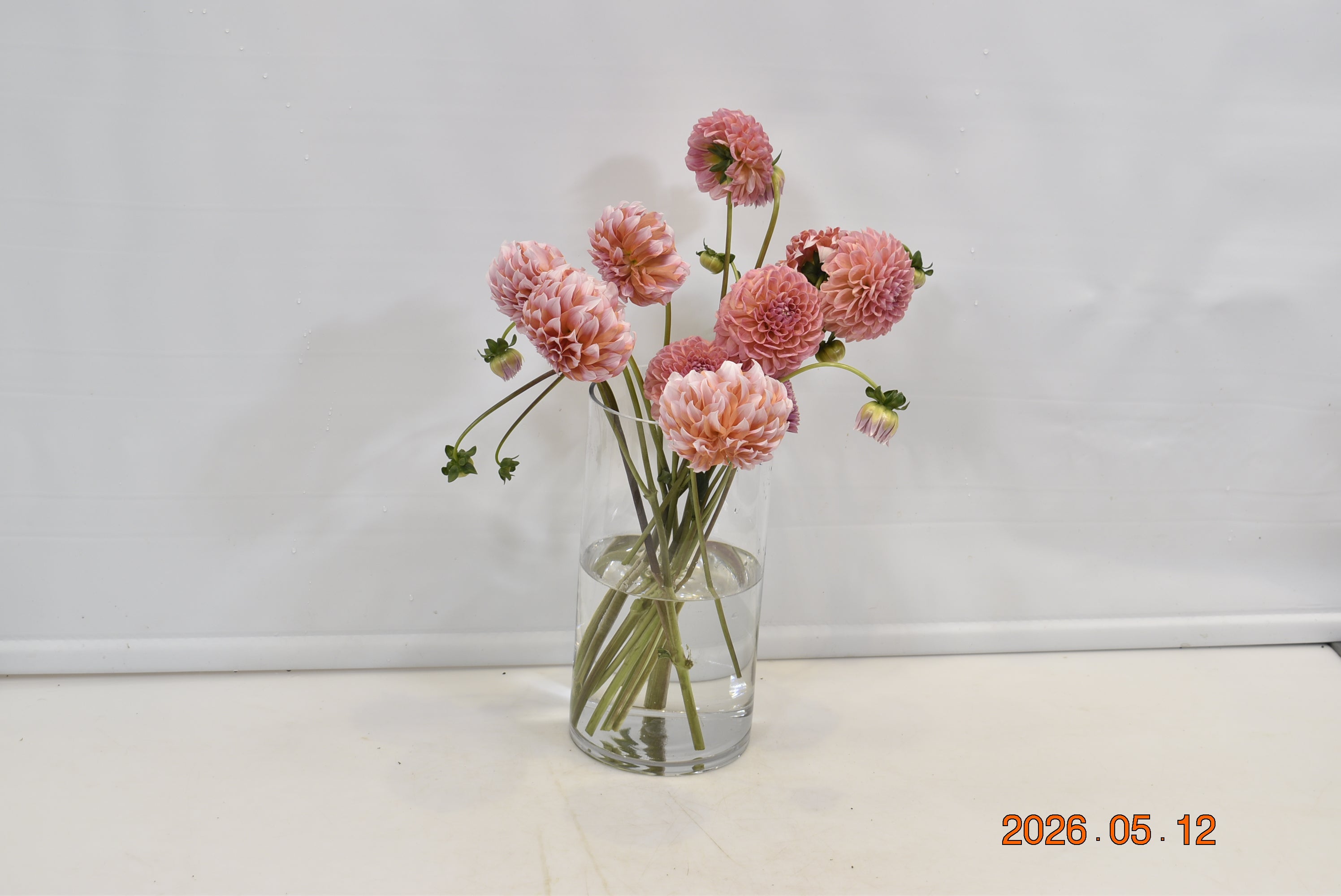 Dahlia Coral Small