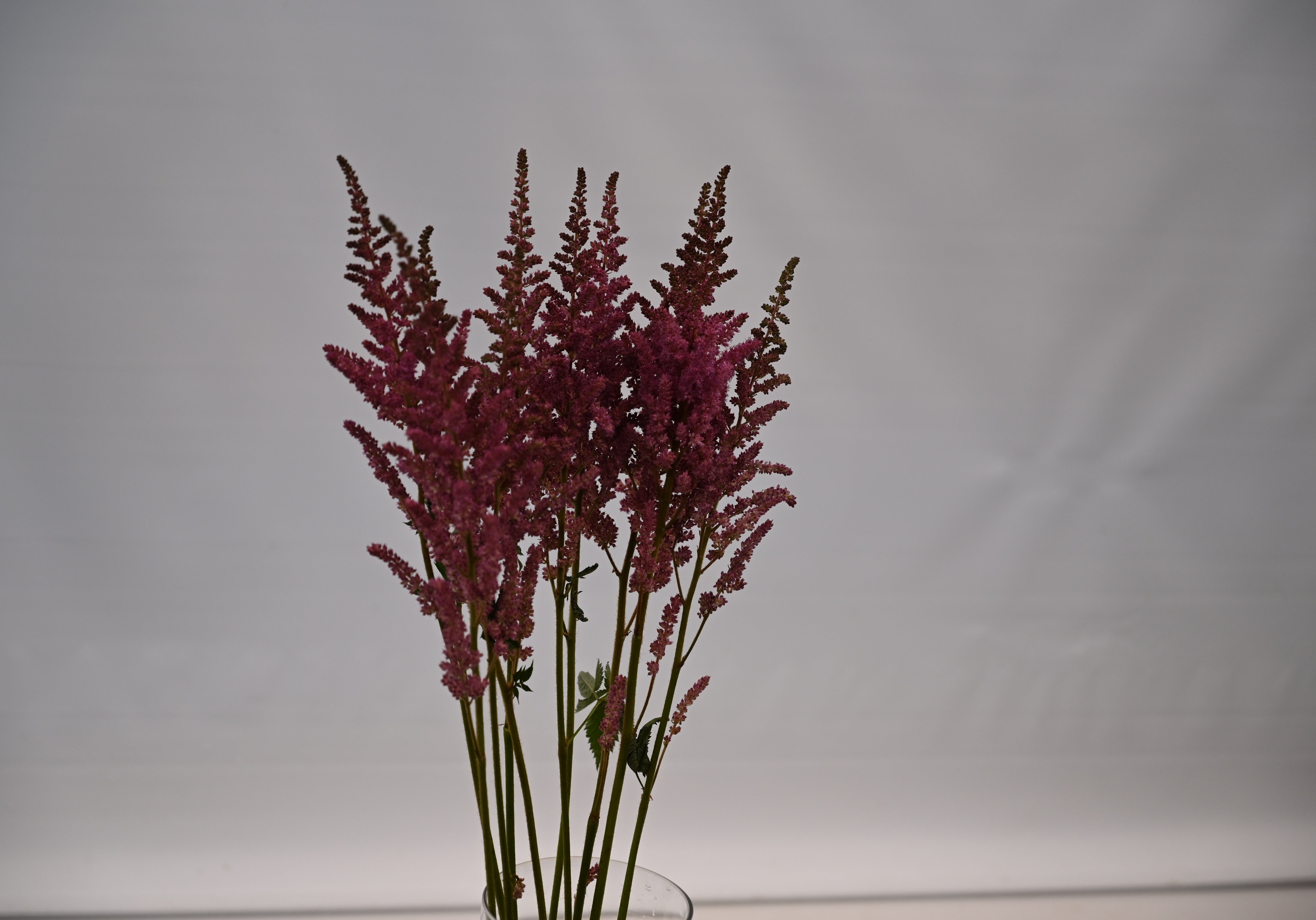 ASTILBE ERIKA Small