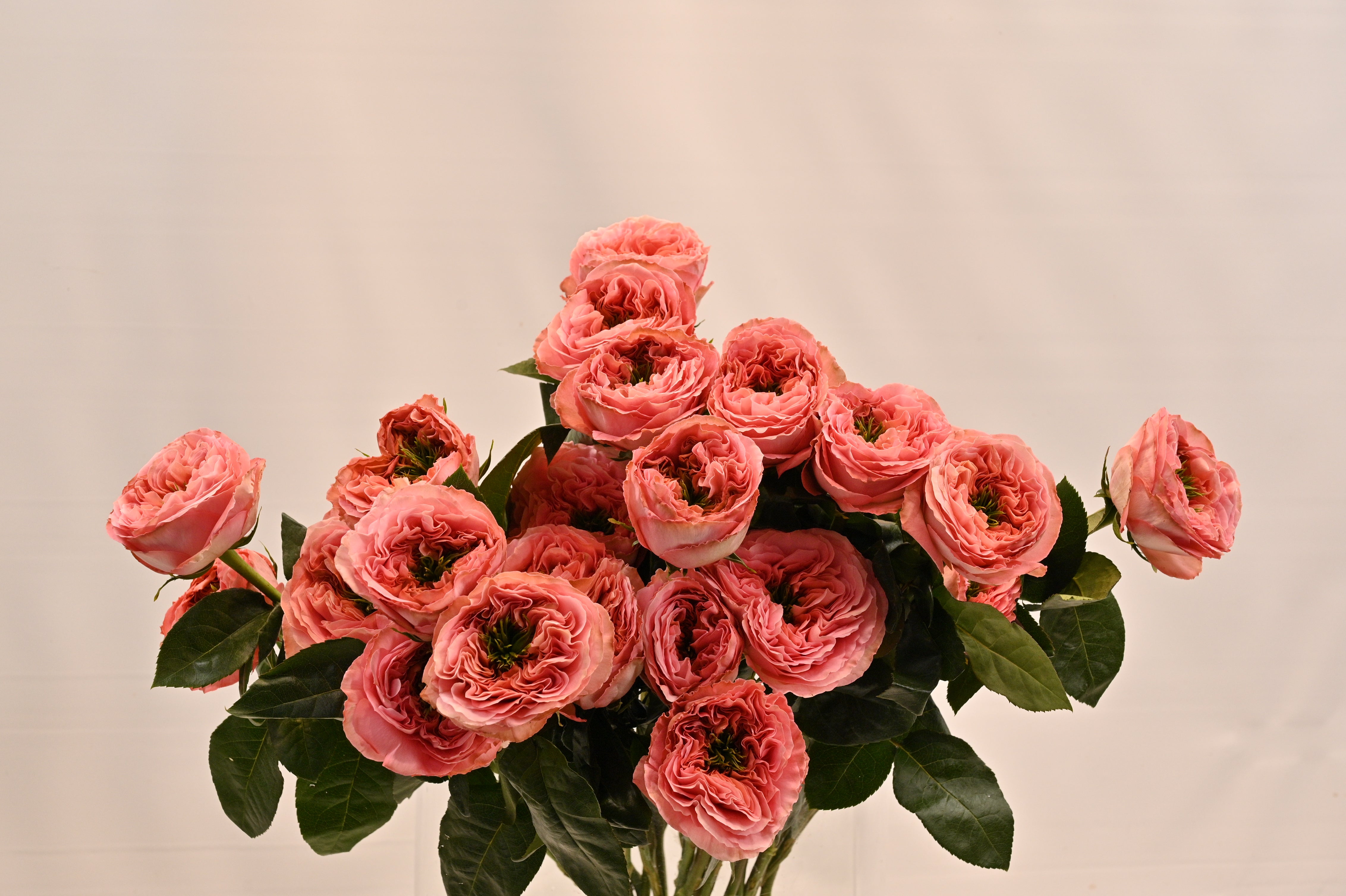 Rose Garden Mandarin X-Pression Small