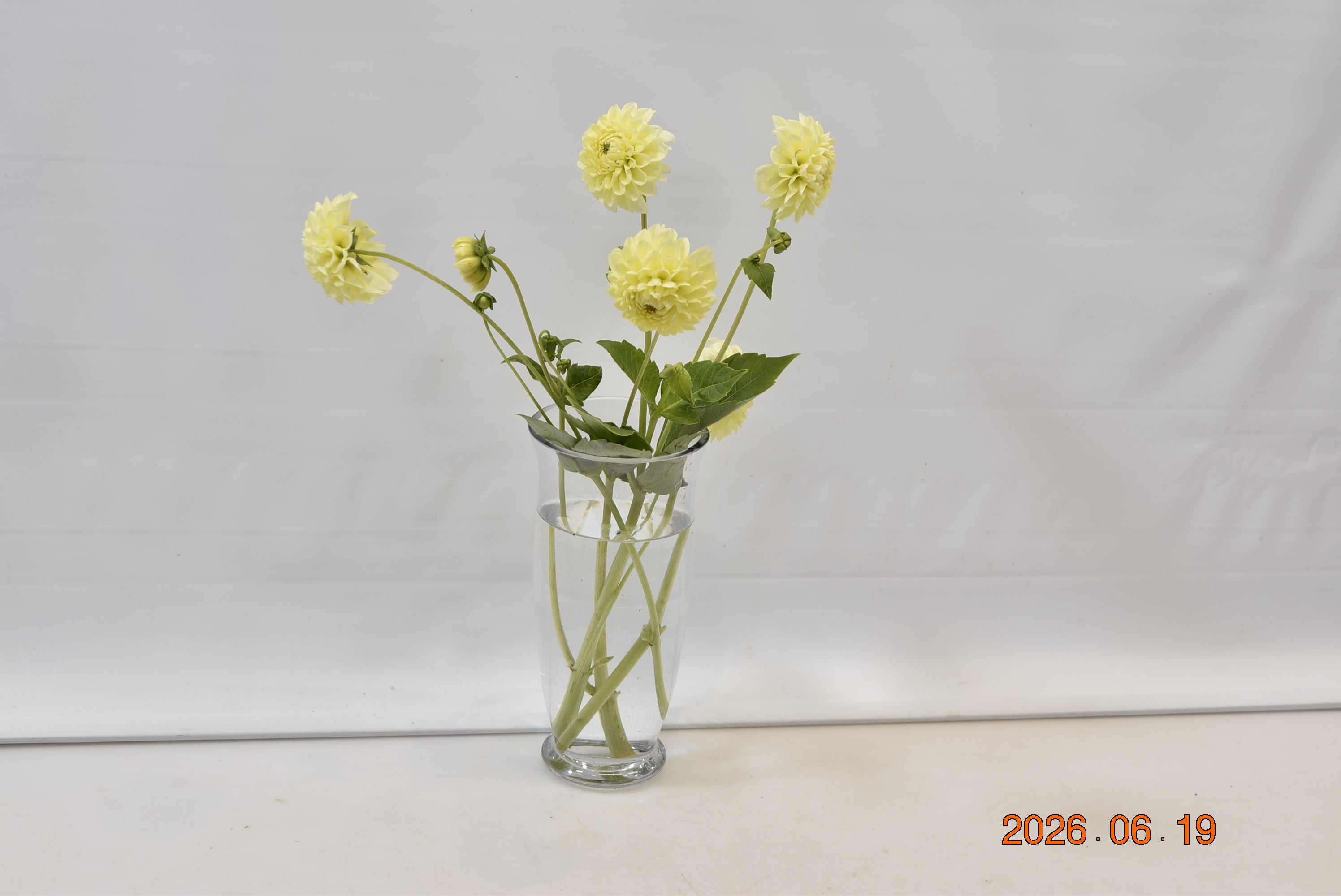 Dahlia Banana Baby Small