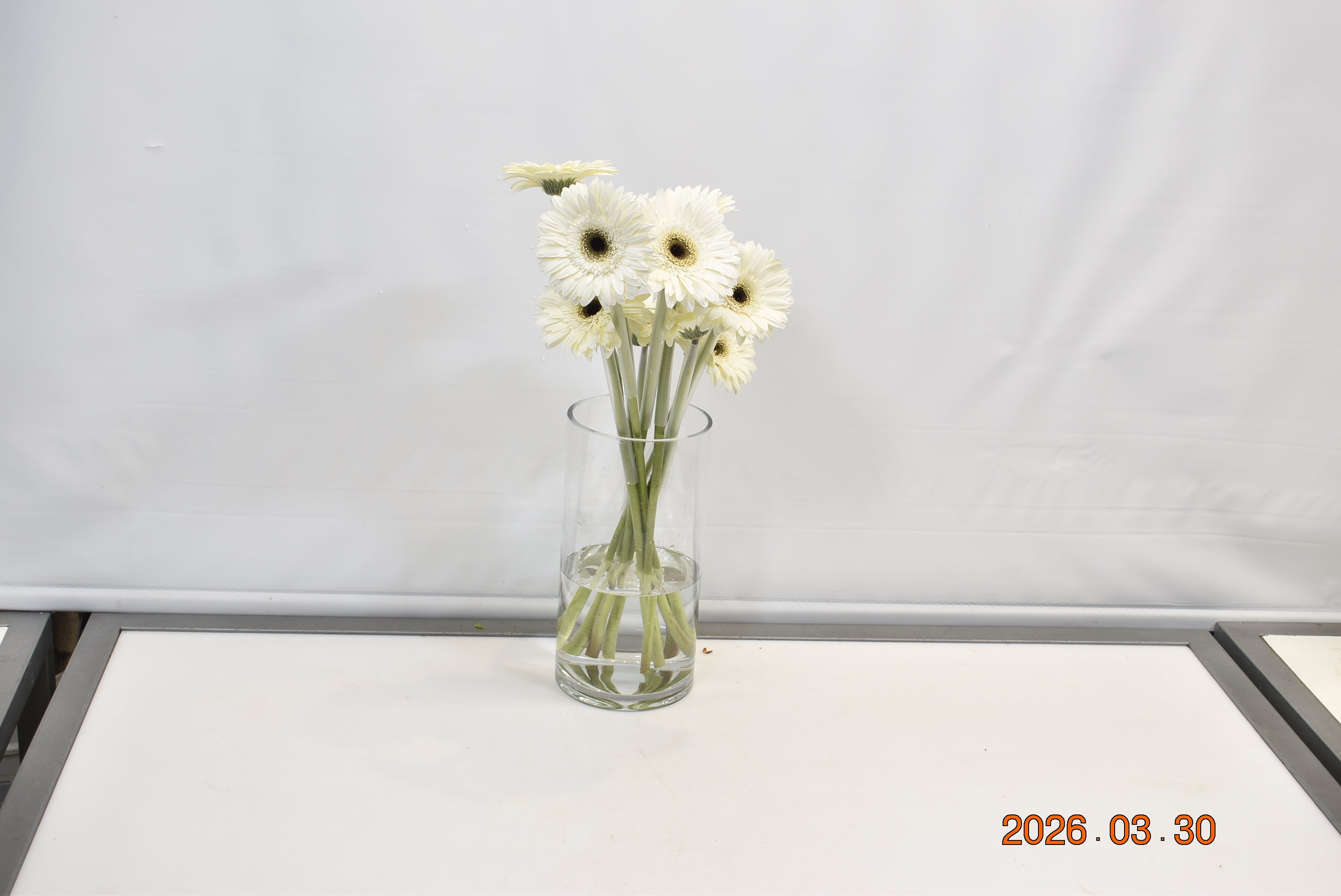 Gerbera Orca Small