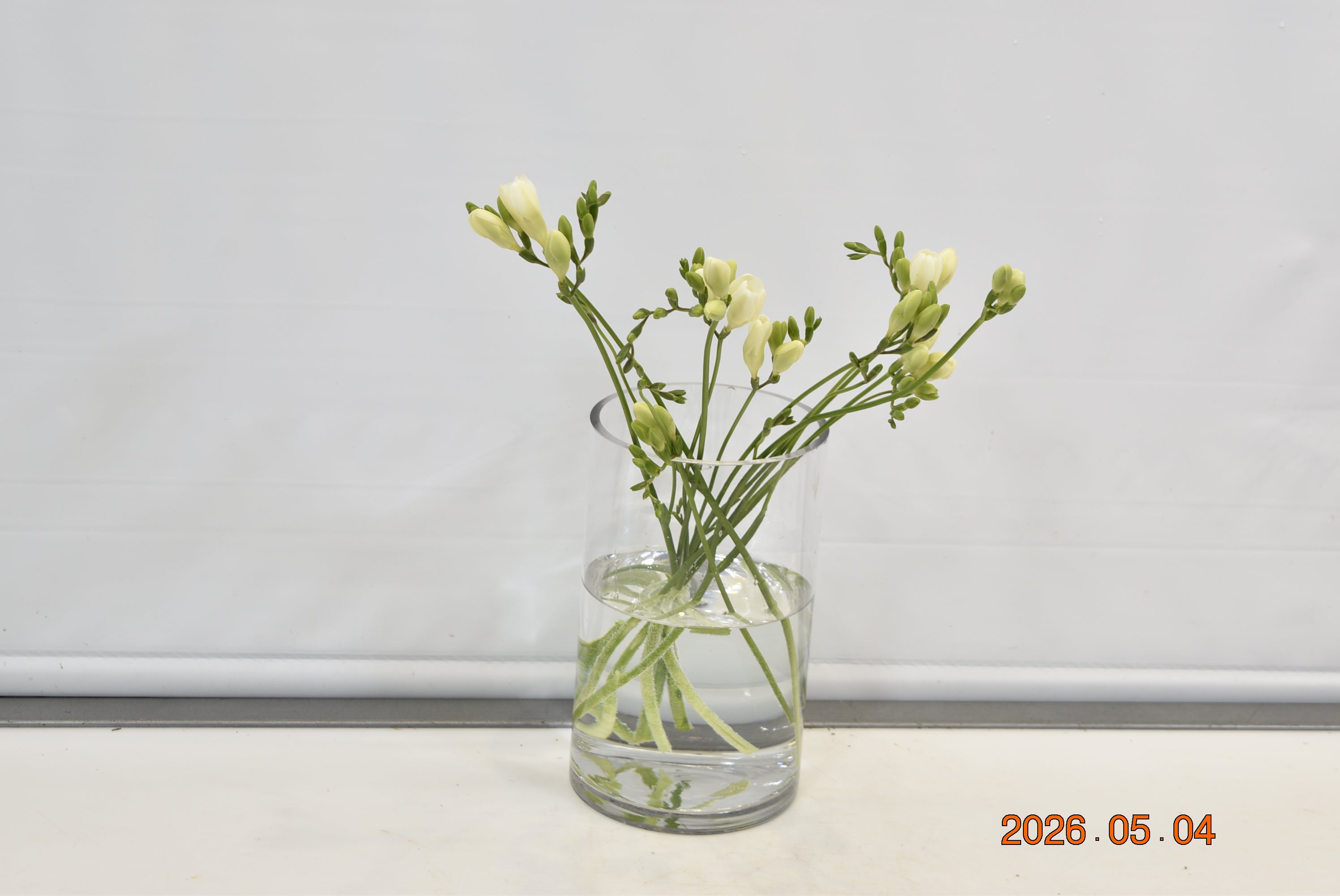 FREESIA WHITE Small