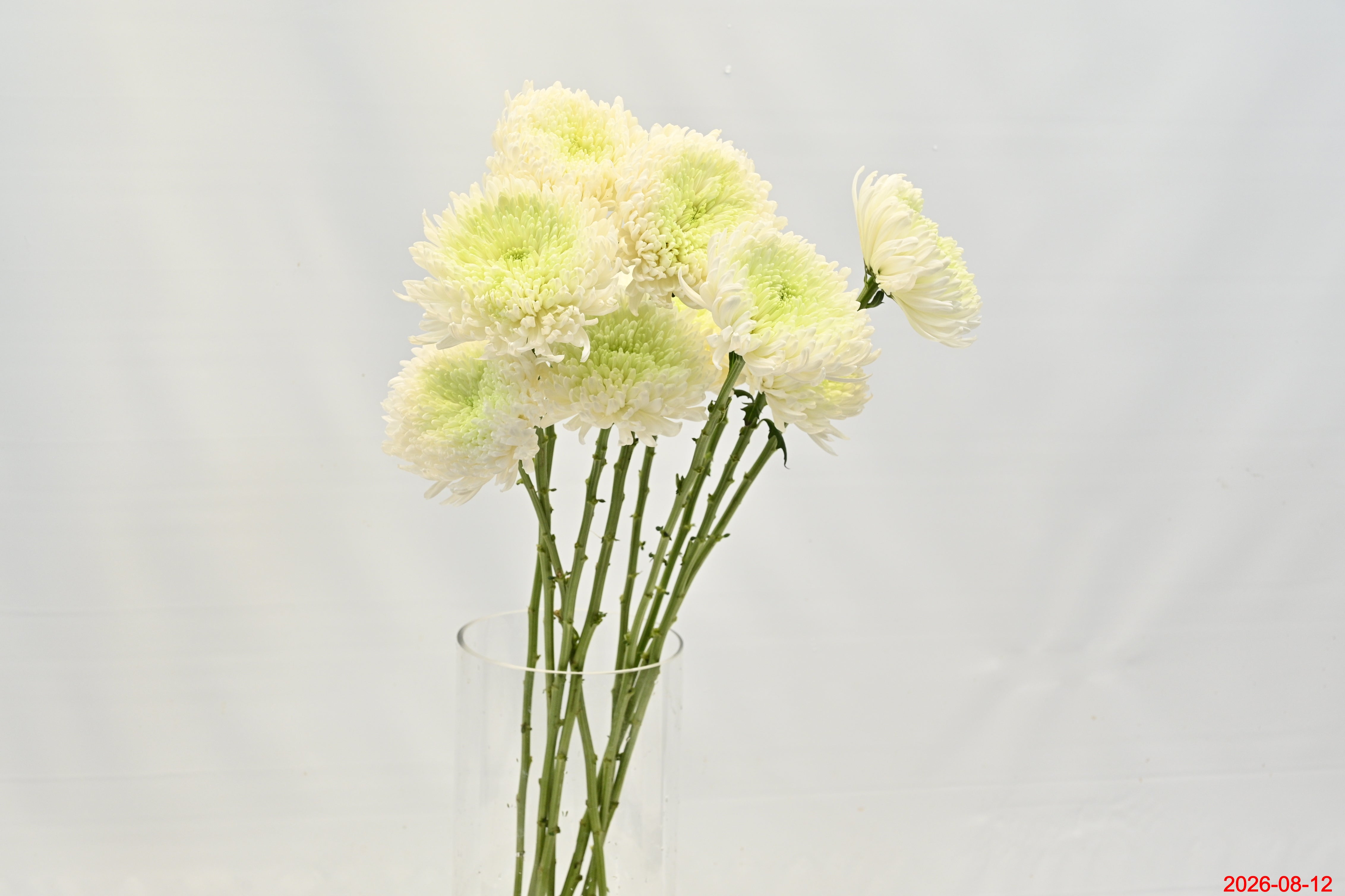CREMONE MAGNUM Small
