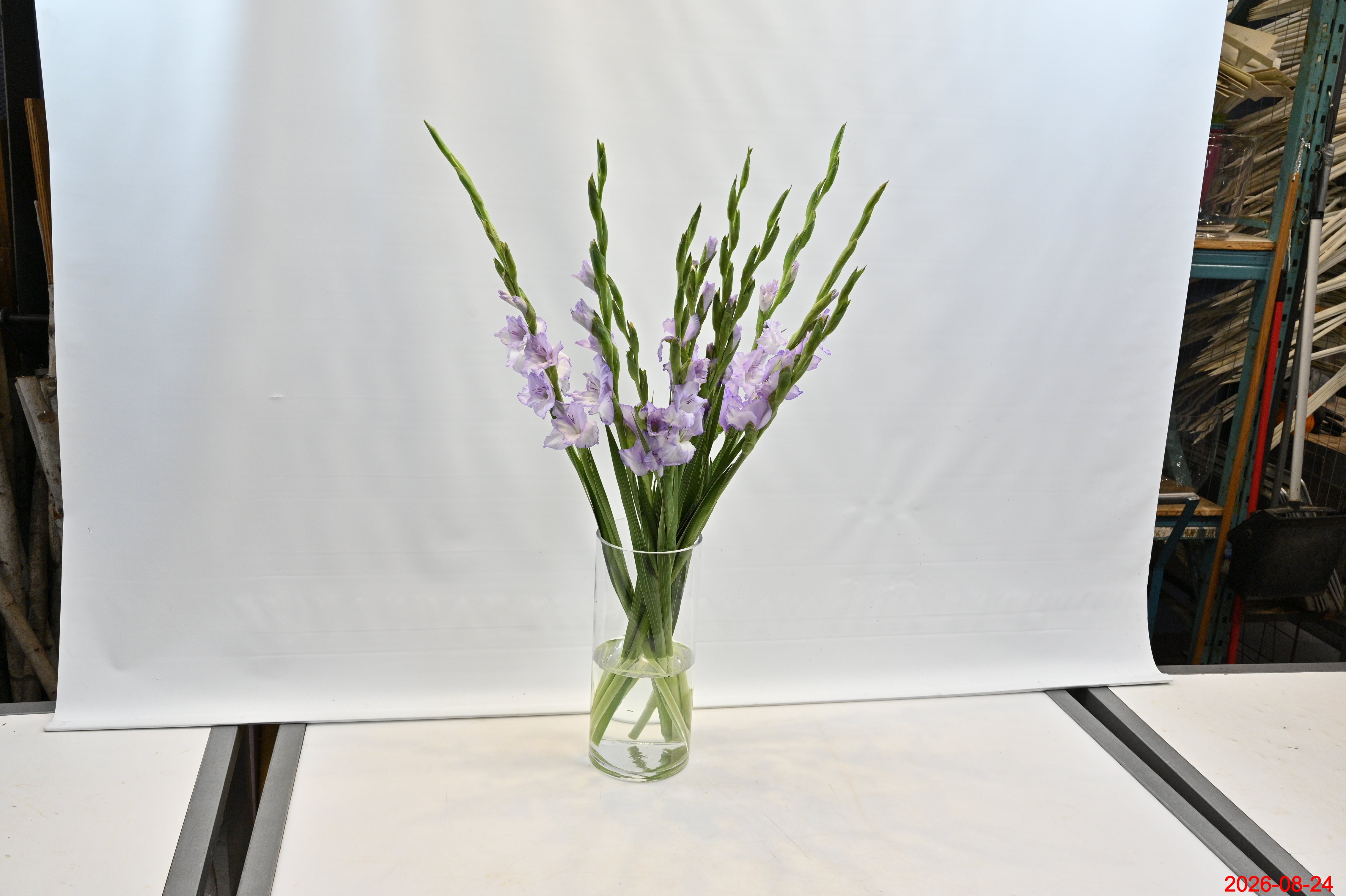 GLADIOLA PURPLE Small
