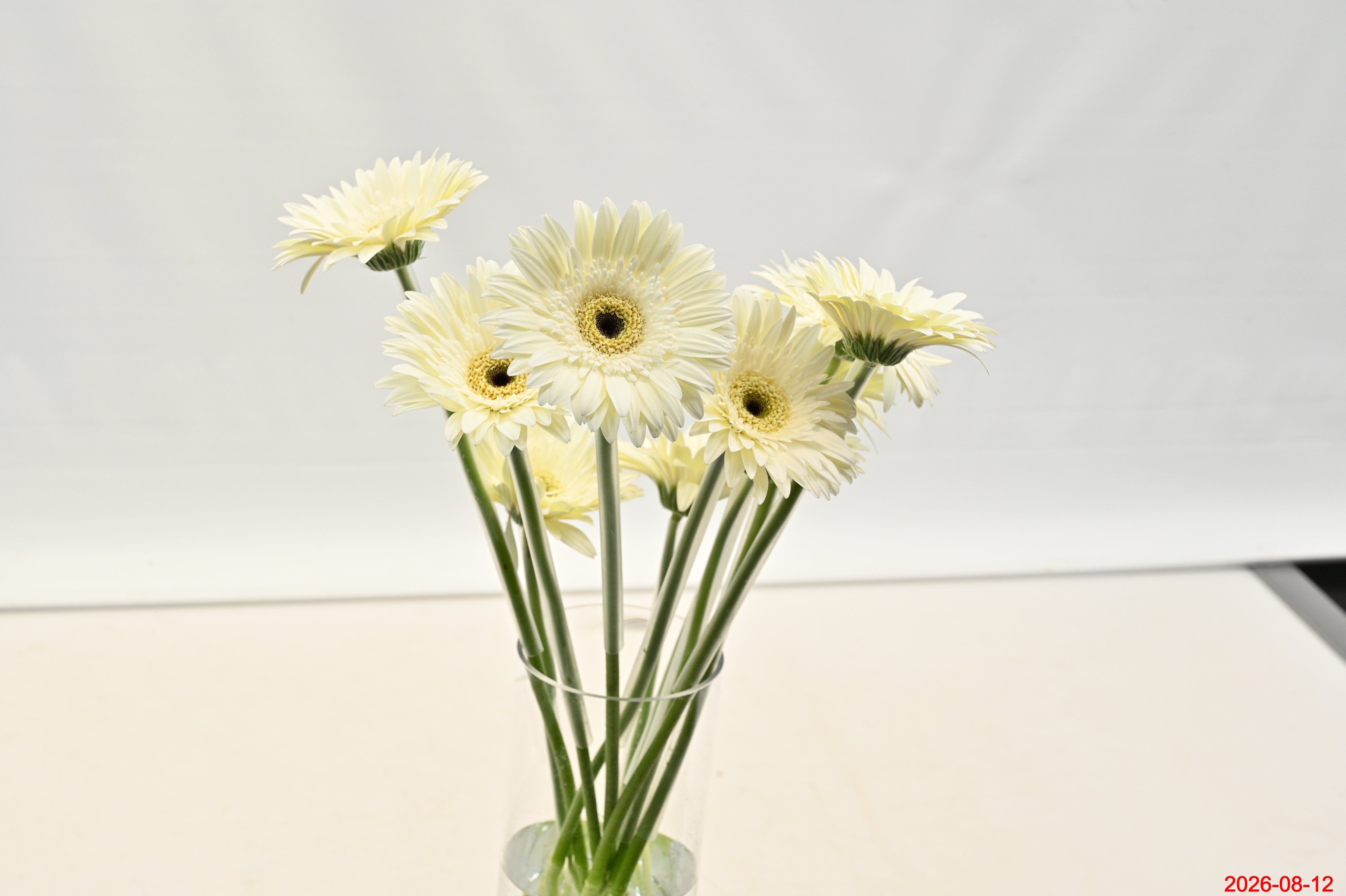 Gerbera Owen Small