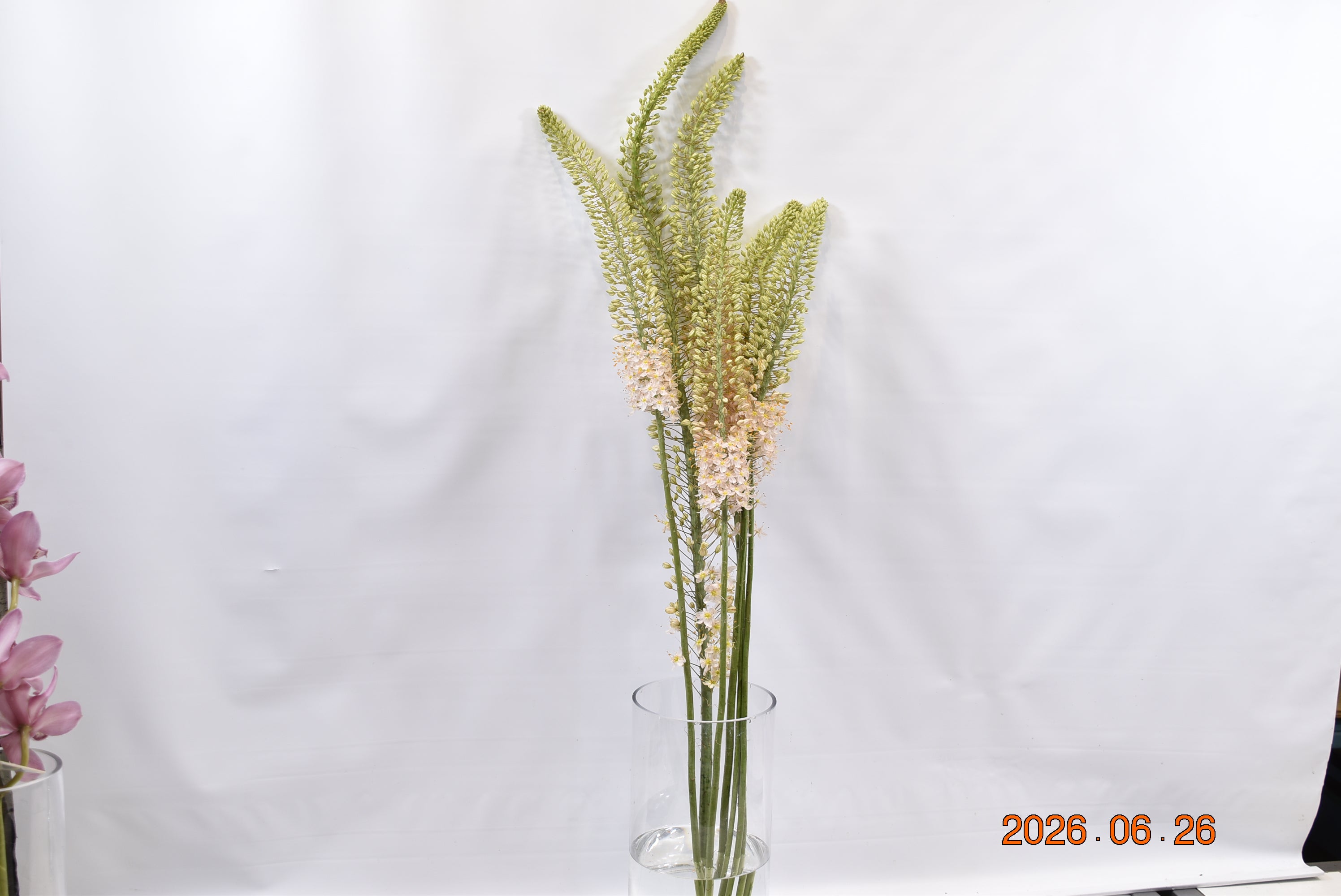 Eremurus Rebel Yellow Small