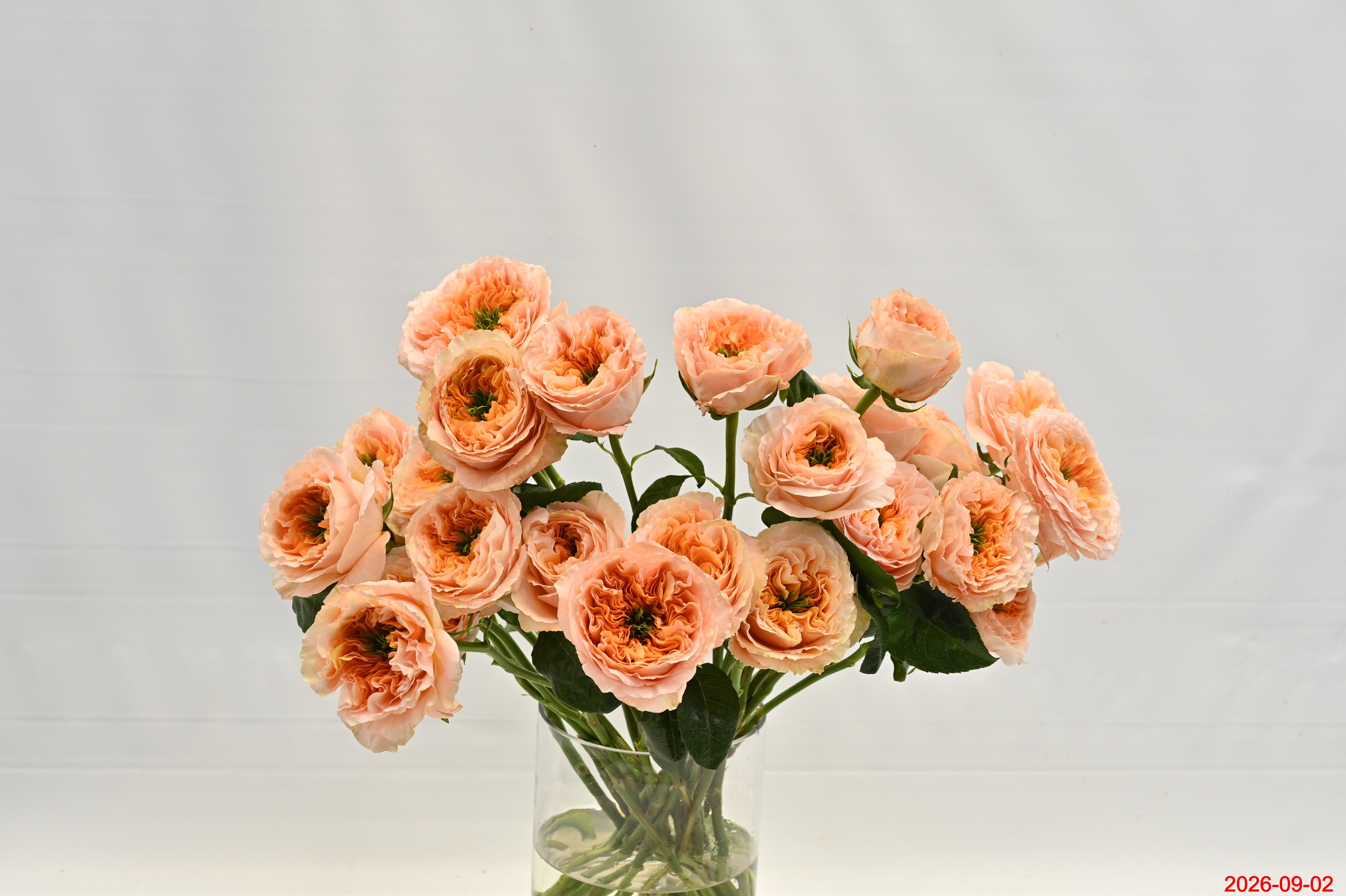 Rose Melon Xpression Small
