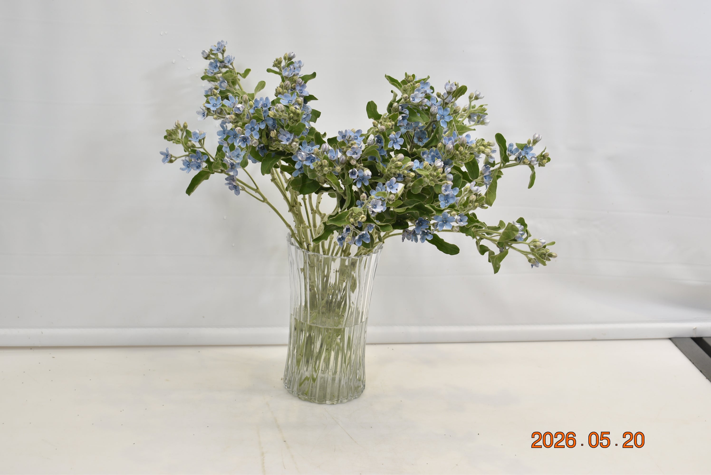 OXYPETALUM PURE BLUE Small