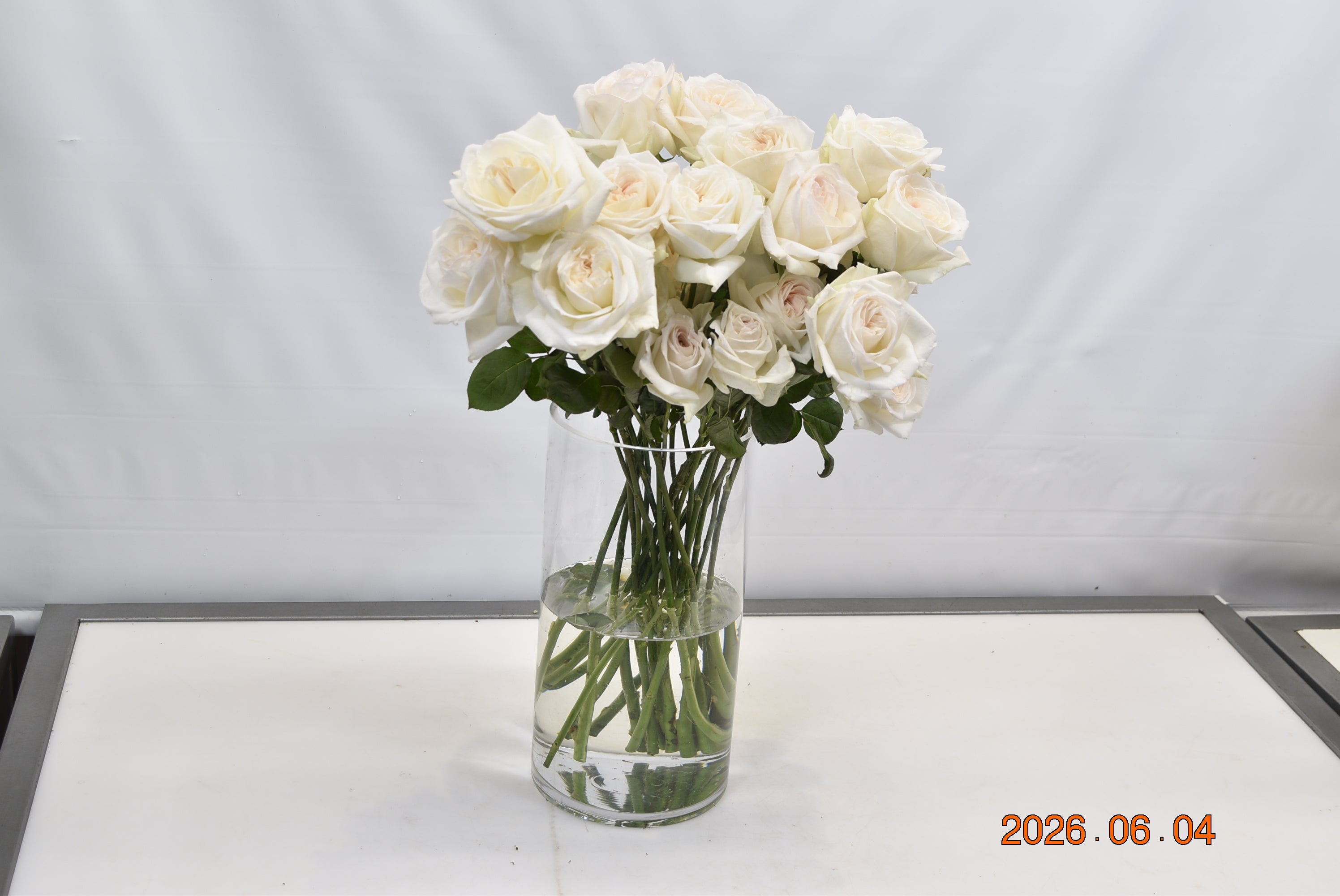 ROSE GARDEN WHITE O' HARA Small